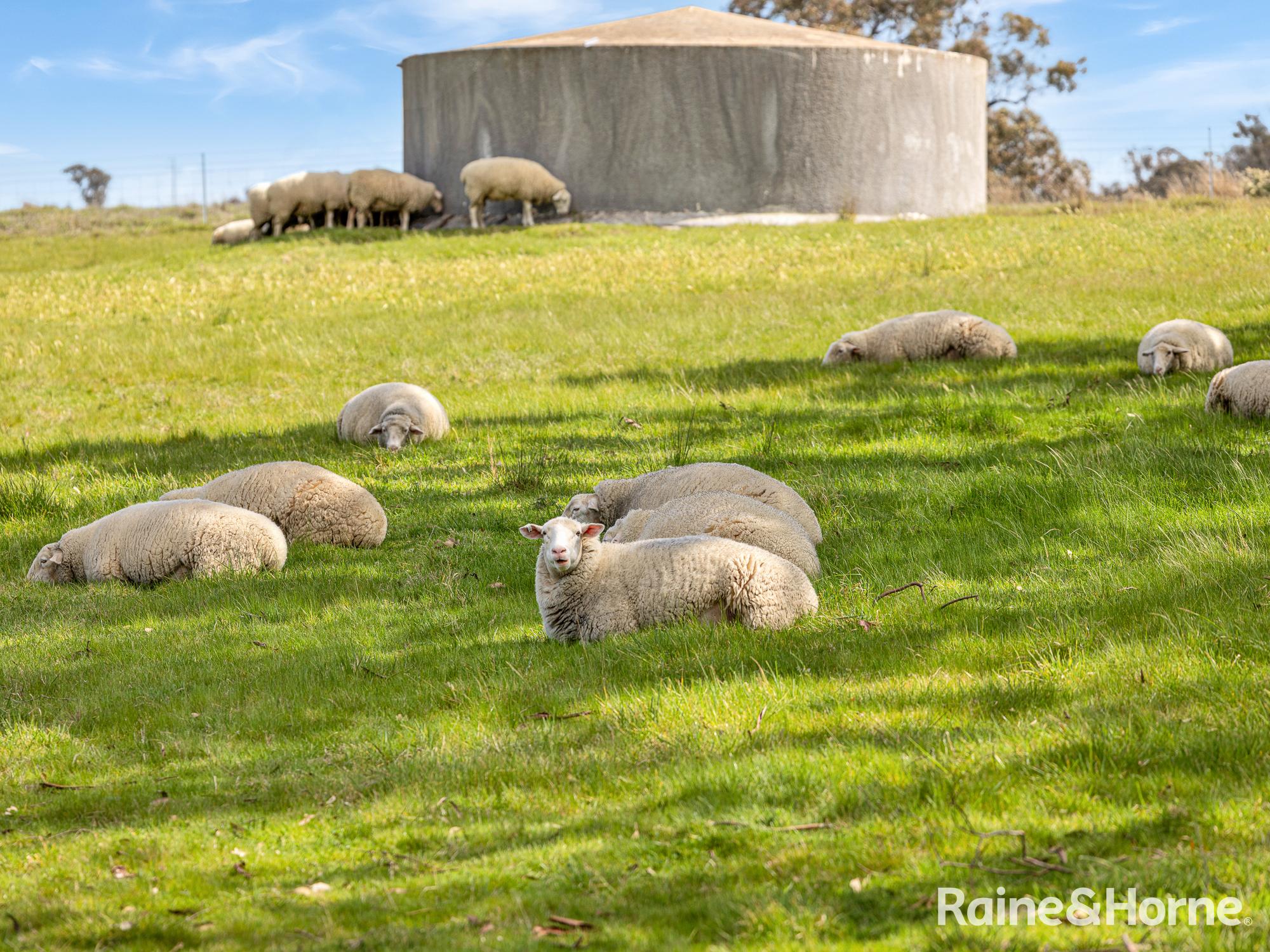 1557 Mid Western Highway, Evans Plains For Sale by Farmbuy.com - image 27