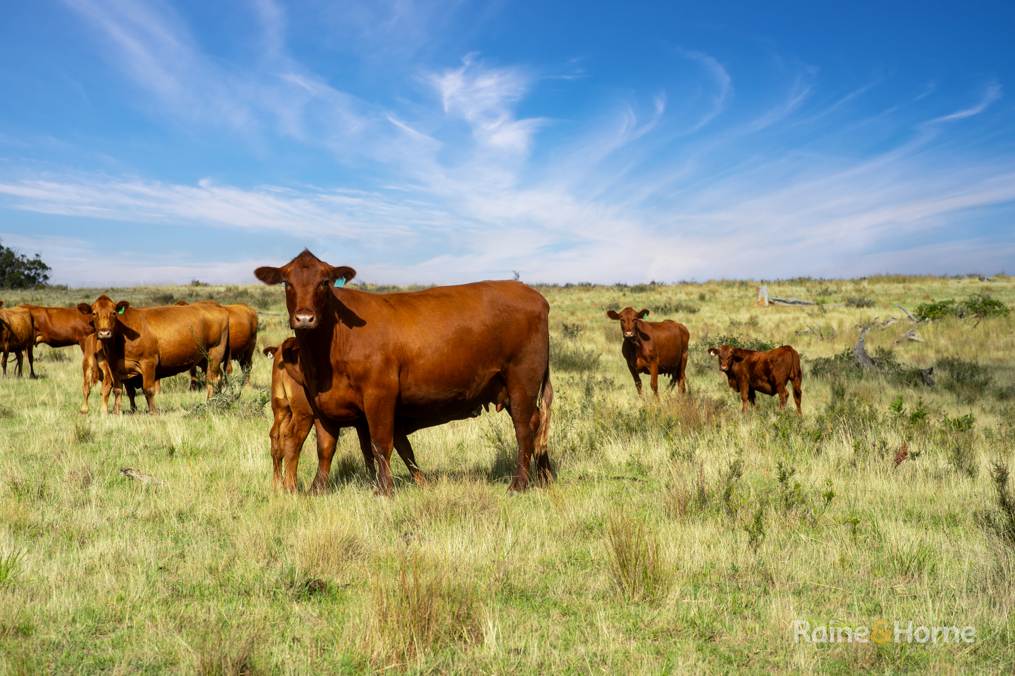 733 Niangala Road, Woolbrook Auction by Farmbuy.com - image 12