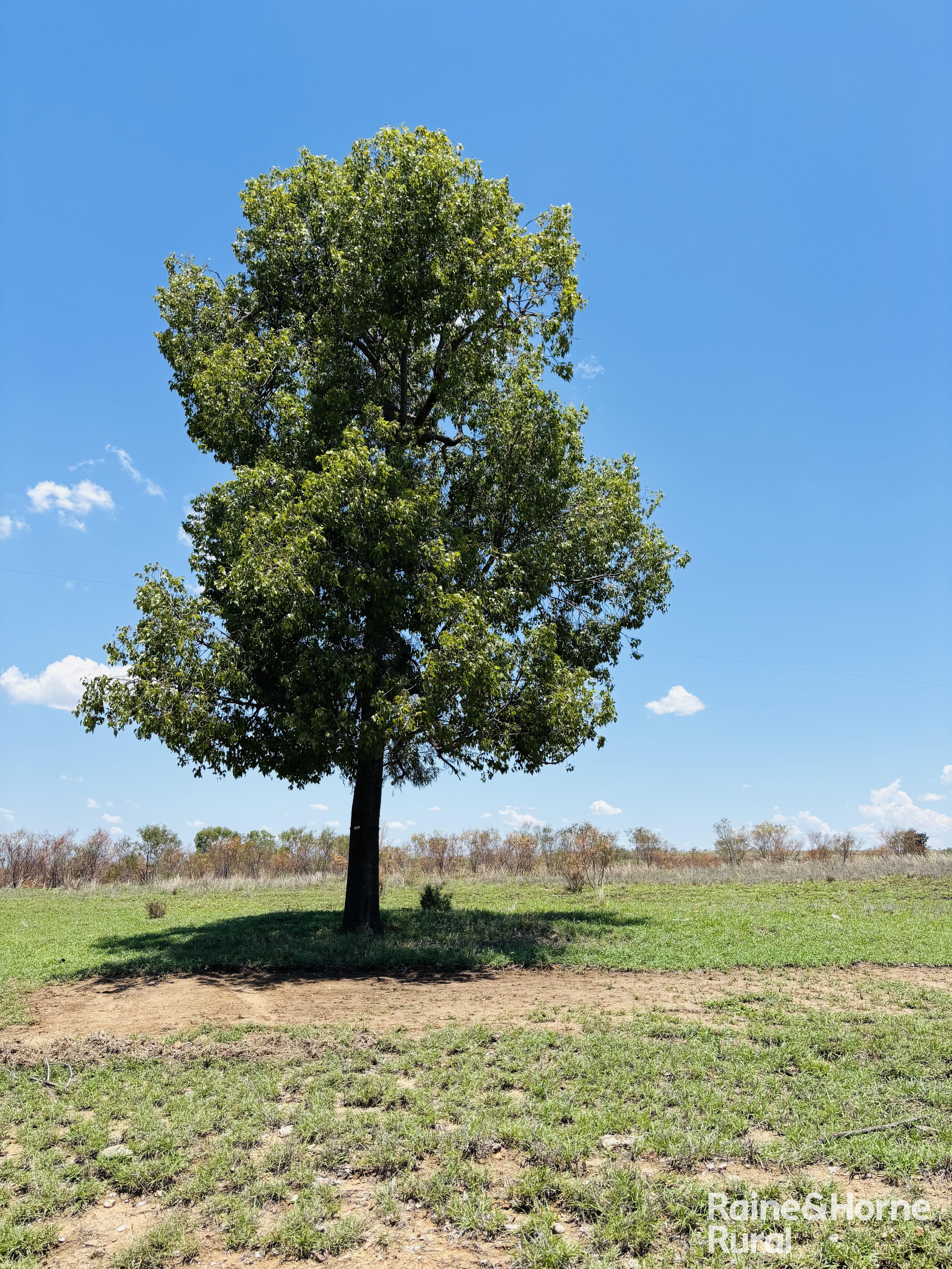 3520 Orallo Road, Roma For Sale by Farmbuy.com - image 14