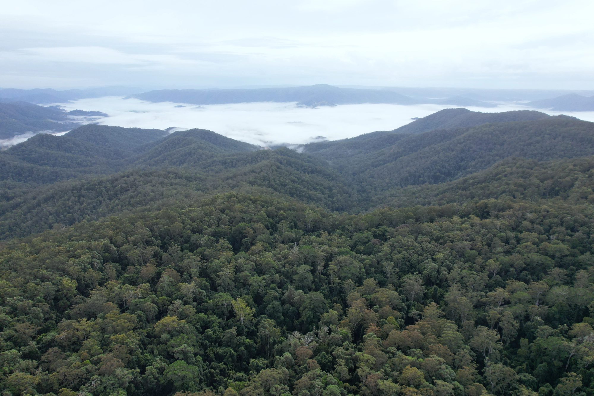 Lot 252 Bellthorpe Road, Conondale Sold by Farmbuy.com - image 2