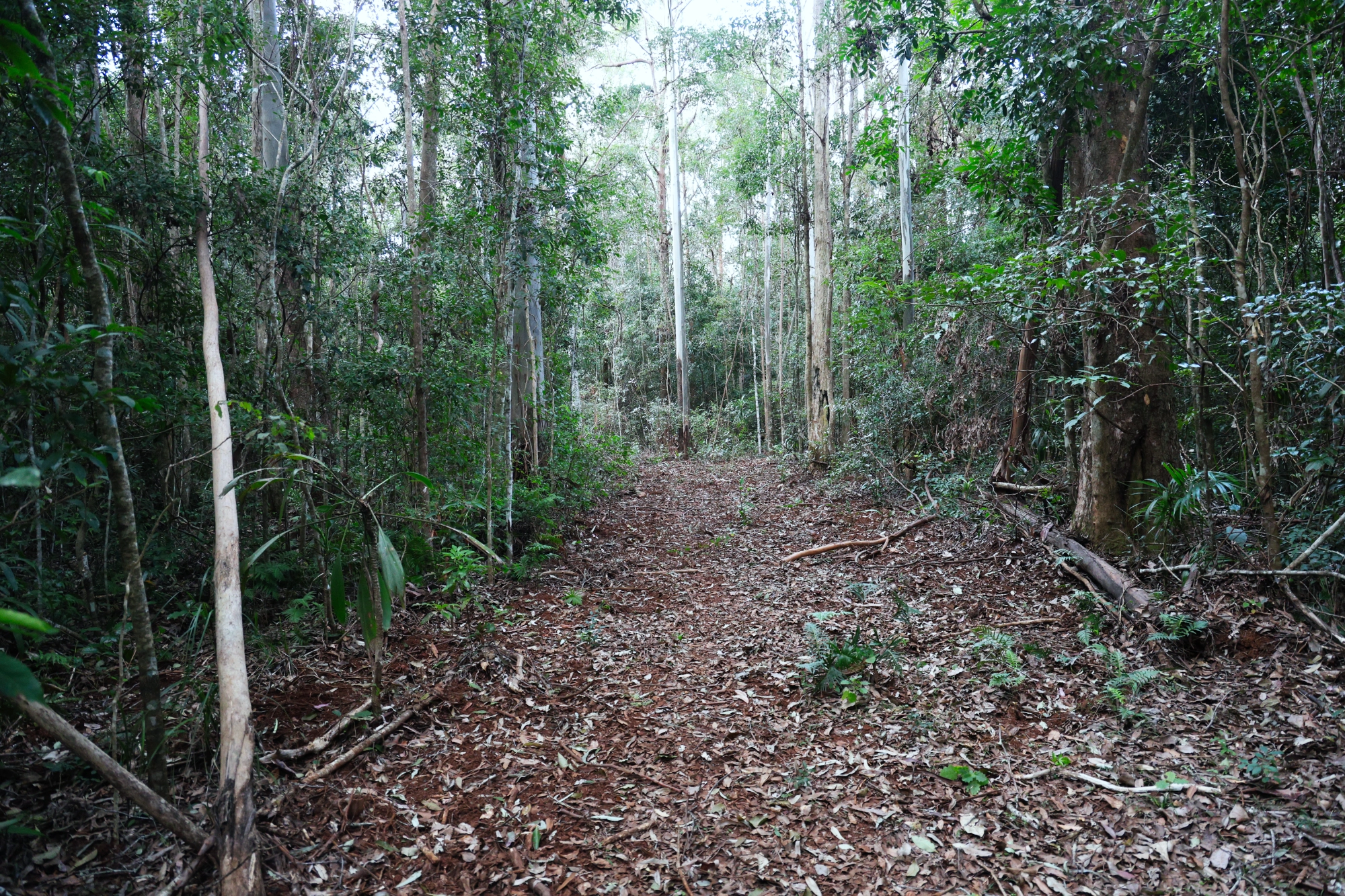 Lot 252 Bellthorpe Road, Conondale Sold by Farmbuy.com - image 3