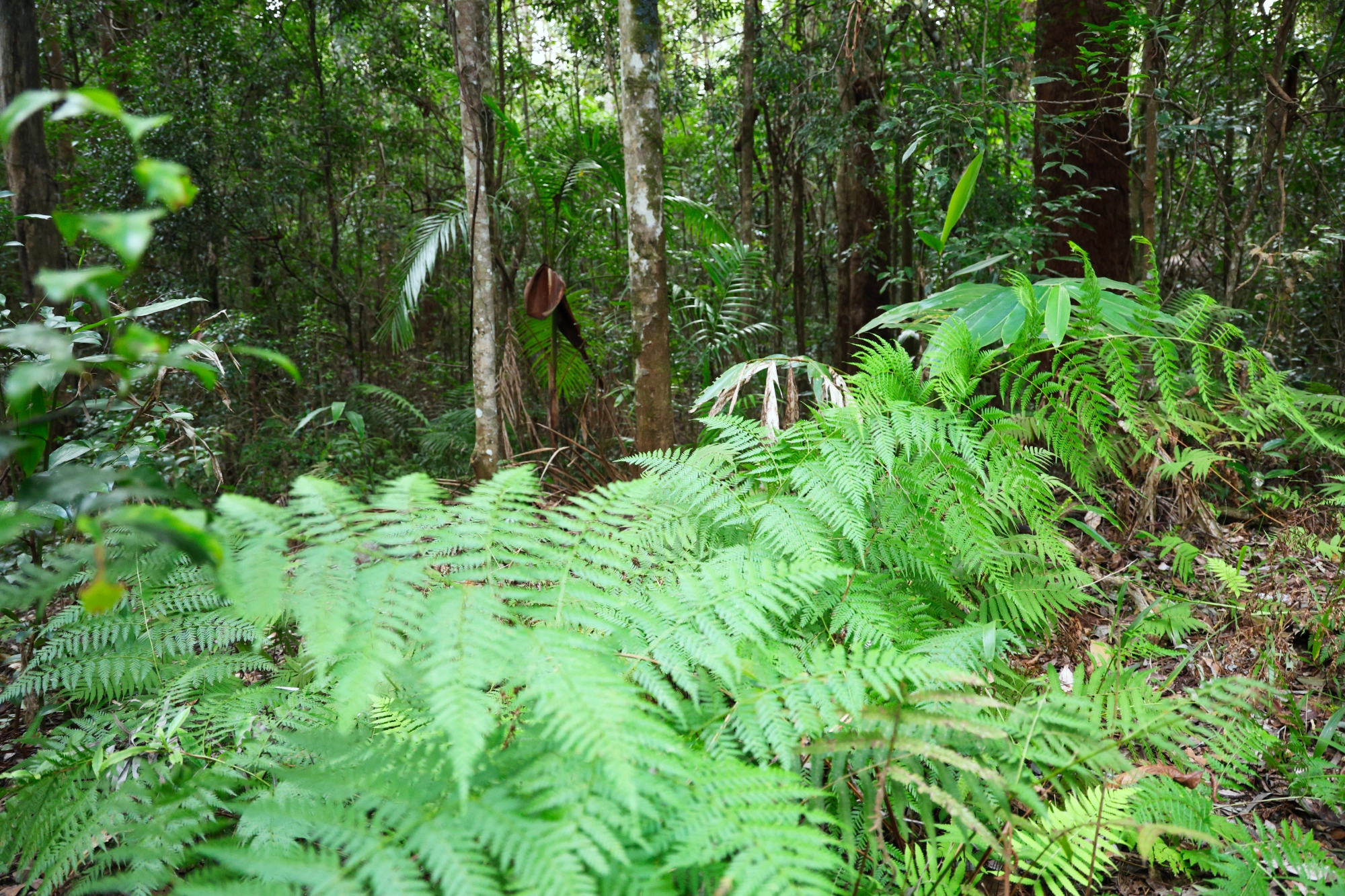 Lot 252 Bellthorpe Road, Conondale Sold by Farmbuy.com - image 6