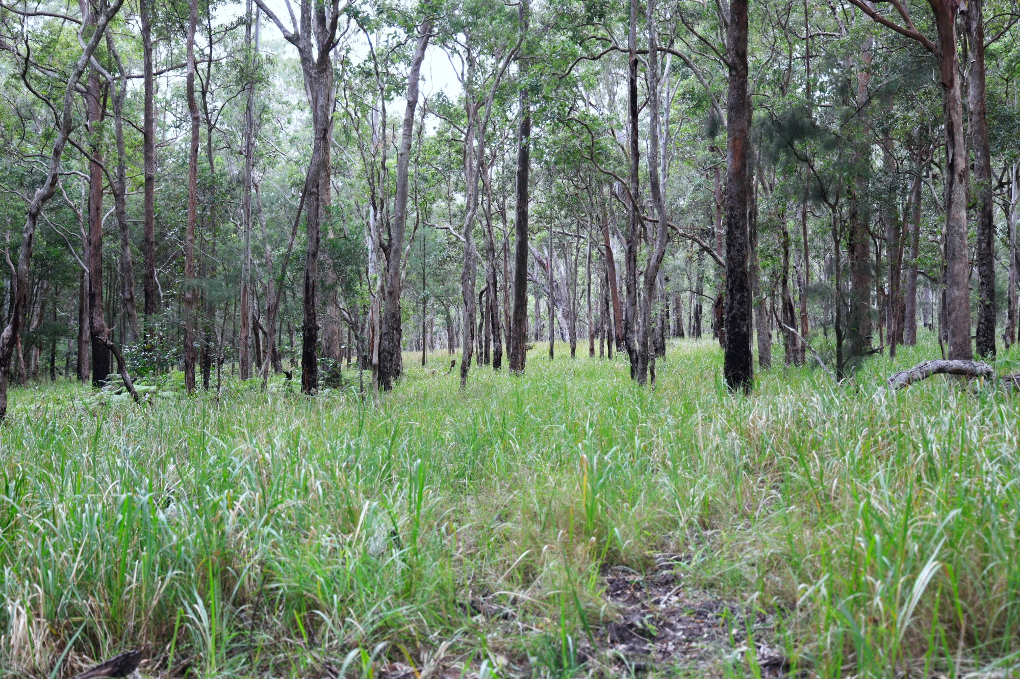 Lot 252 Bellthorpe Road, Conondale Sold by Farmbuy.com - image 8