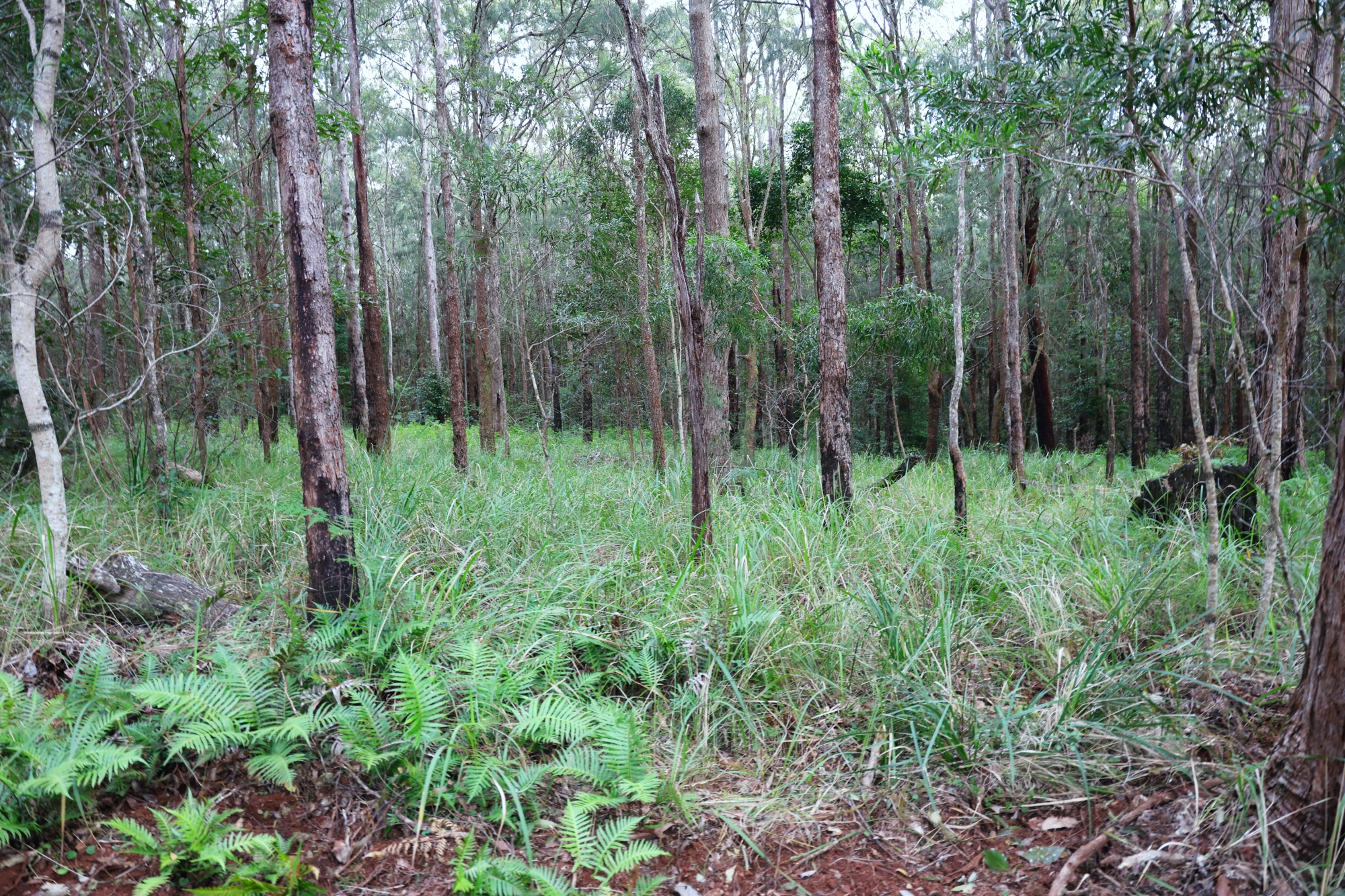 Lot 252 Bellthorpe Road, Conondale Sold by Farmbuy.com - image 9