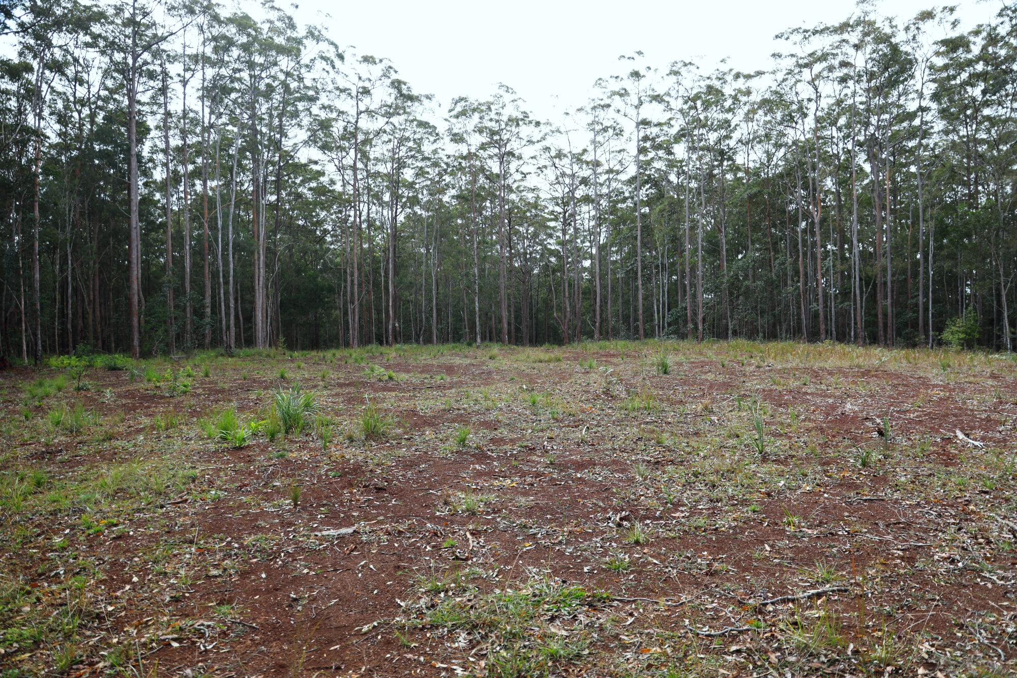 Lot 252 Bellthorpe Road, Conondale Sold by Farmbuy.com - image 11