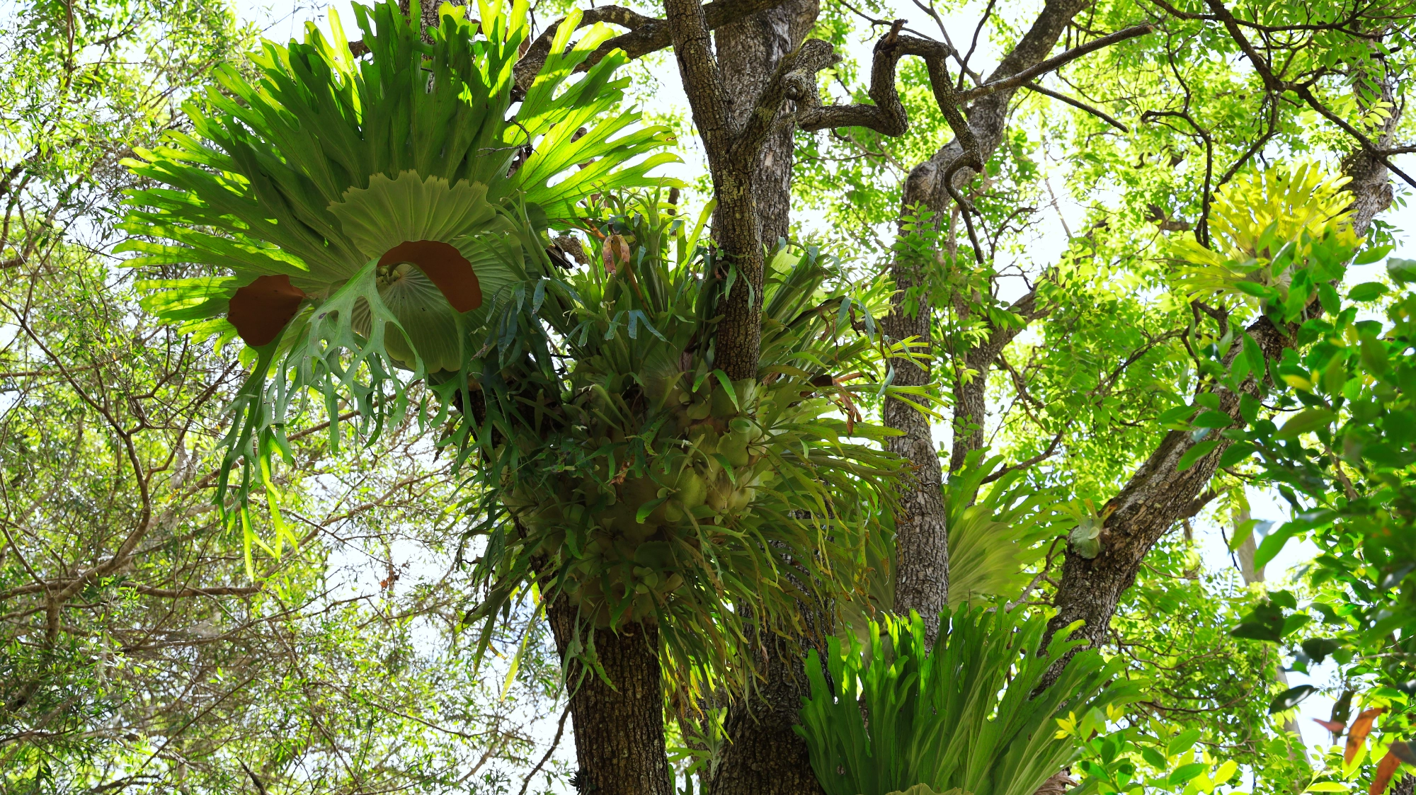 Lot 252 Bellthorpe Road, Conondale Sold by Farmbuy.com - image 17