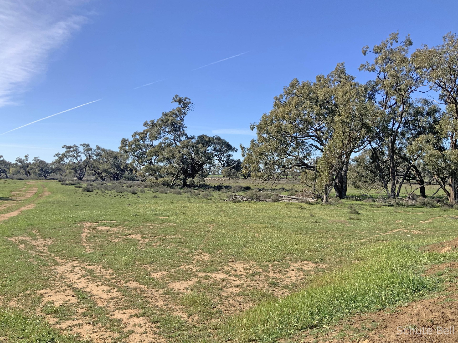 3075 Trangie Dandaloo Rd, Dandaloo For Sale by Farmbuy.com - image 8