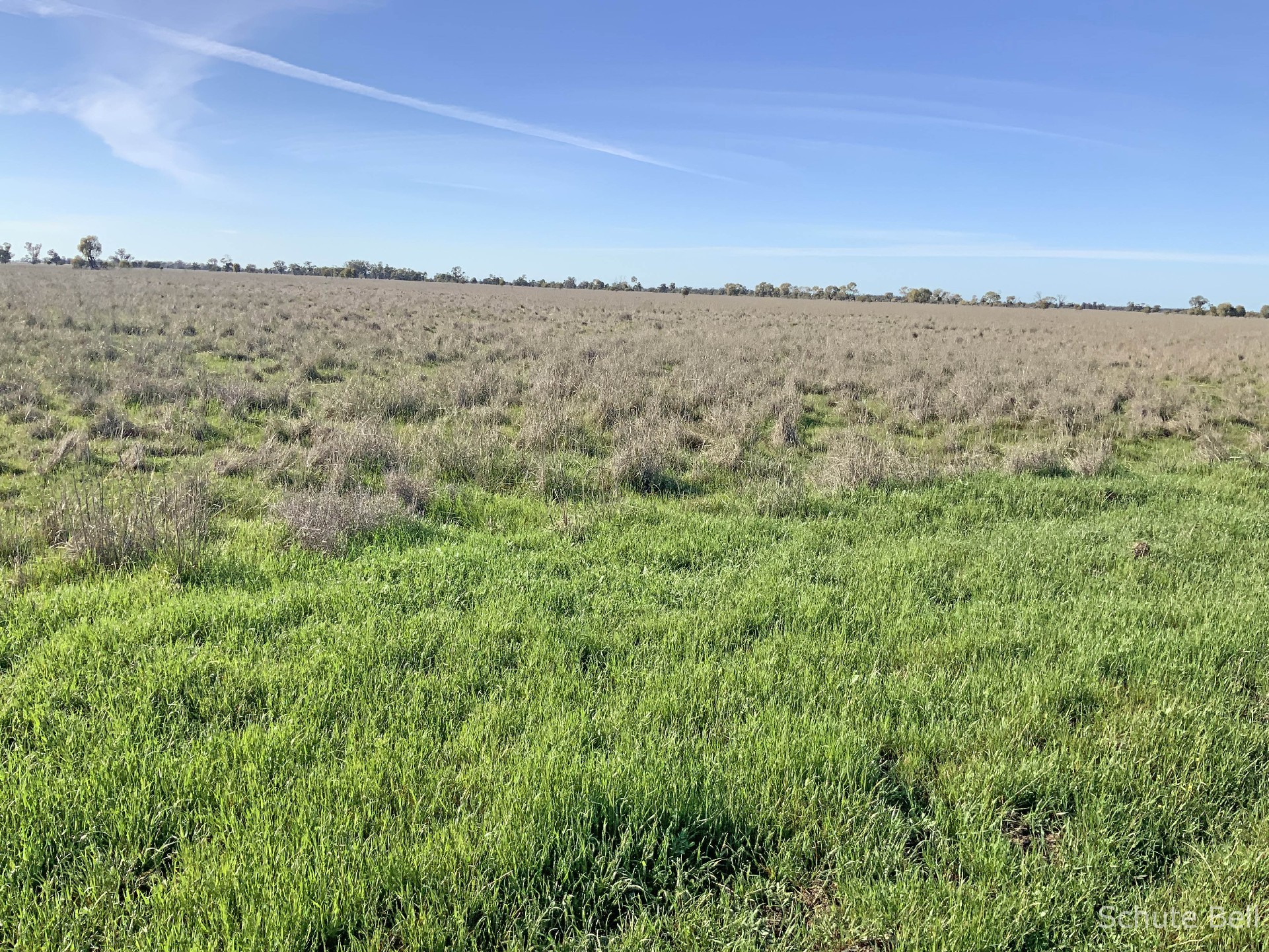 3075 Trangie Dandaloo Rd, Dandaloo For Sale by Farmbuy.com - image 4