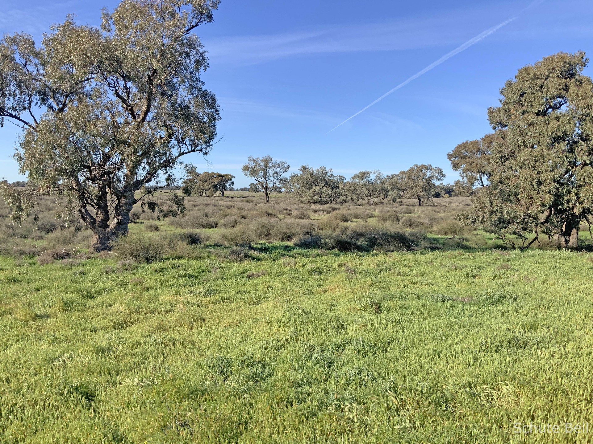 3075 Trangie Dandaloo Rd, Dandaloo For Sale by Farmbuy.com - image 5