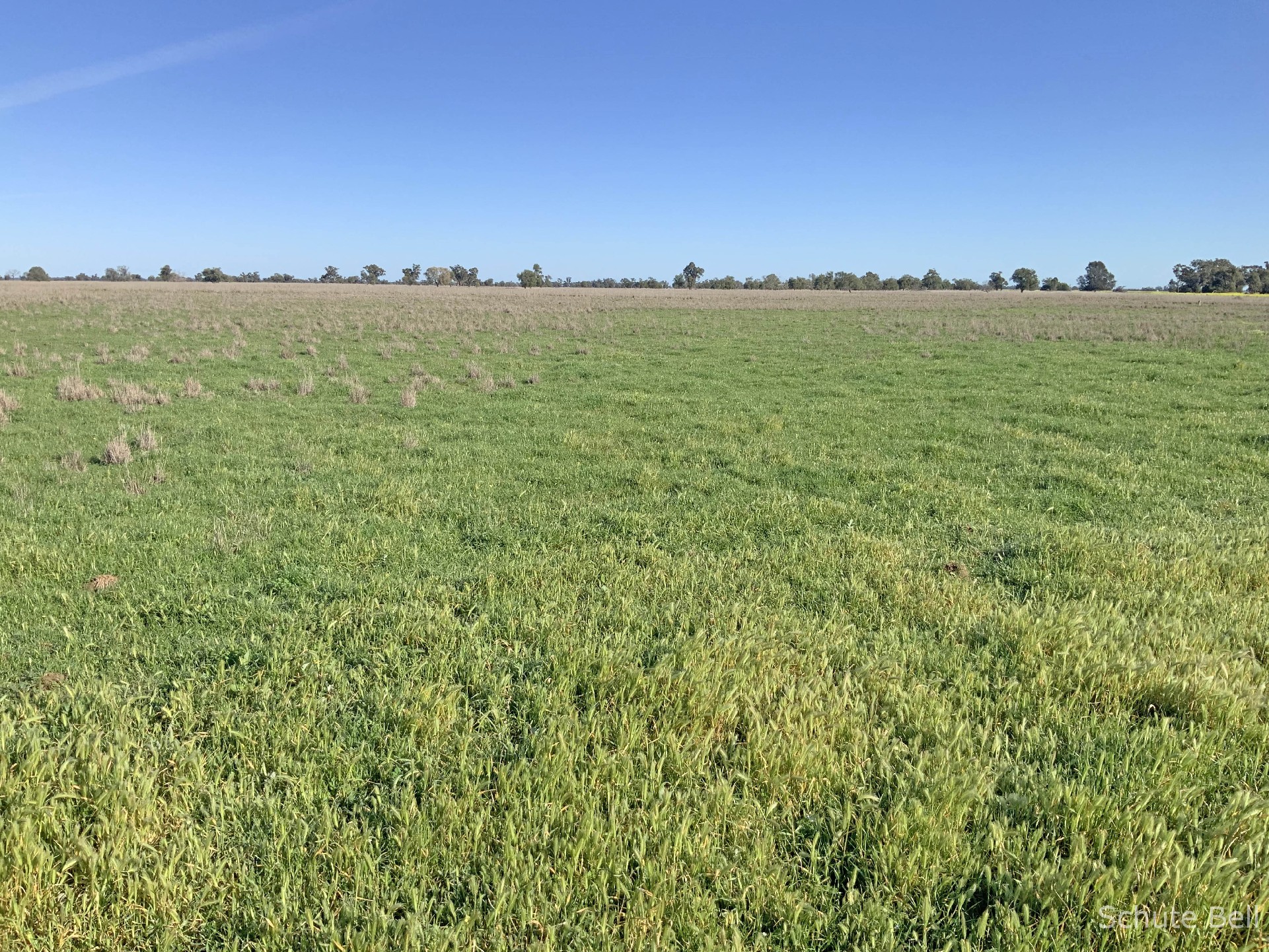 3075 Trangie Dandaloo Rd, Dandaloo For Sale by Farmbuy.com - image 11