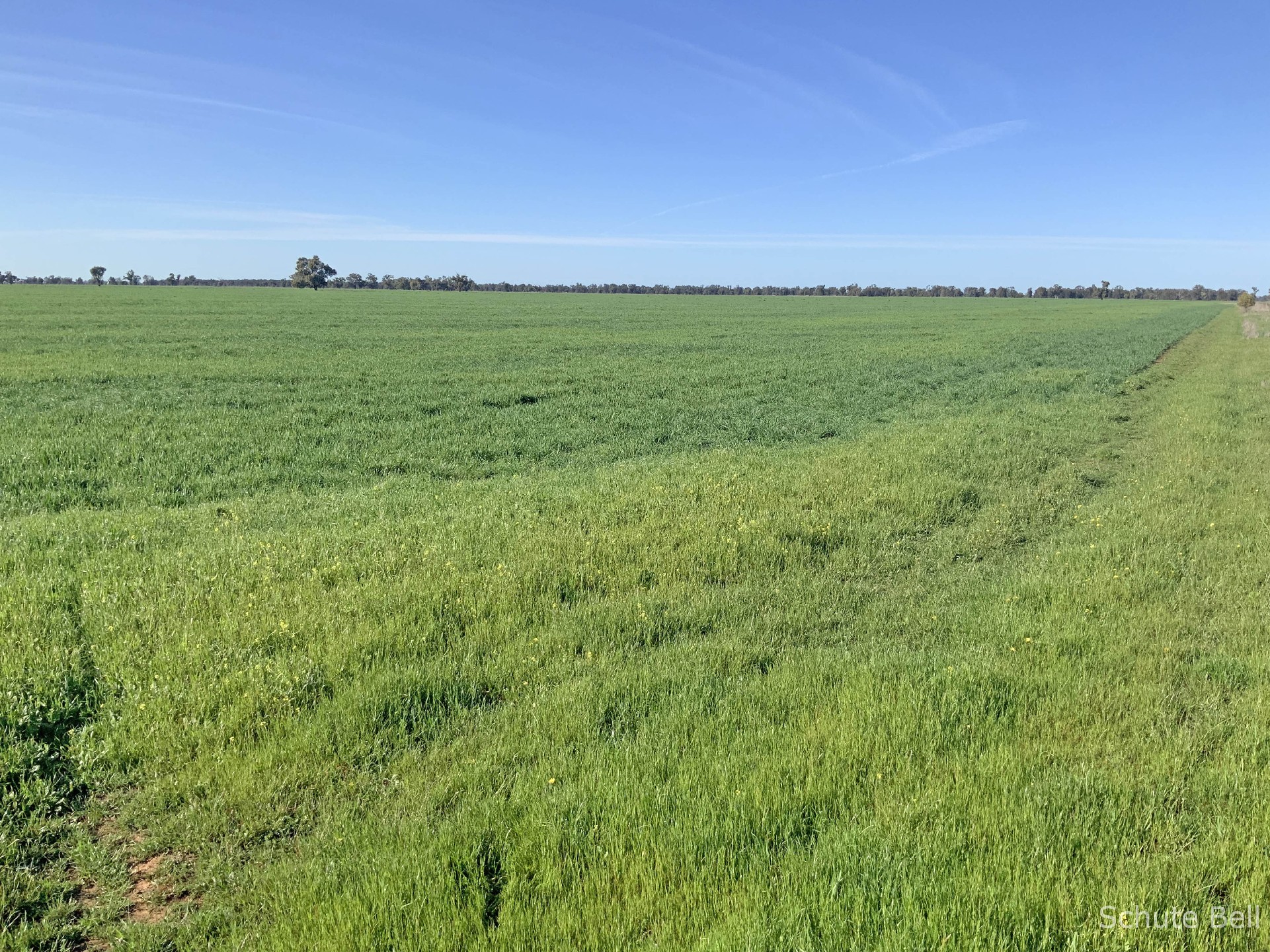 3075 Trangie Dandaloo Rd, Dandaloo For Sale by Farmbuy.com - image 9