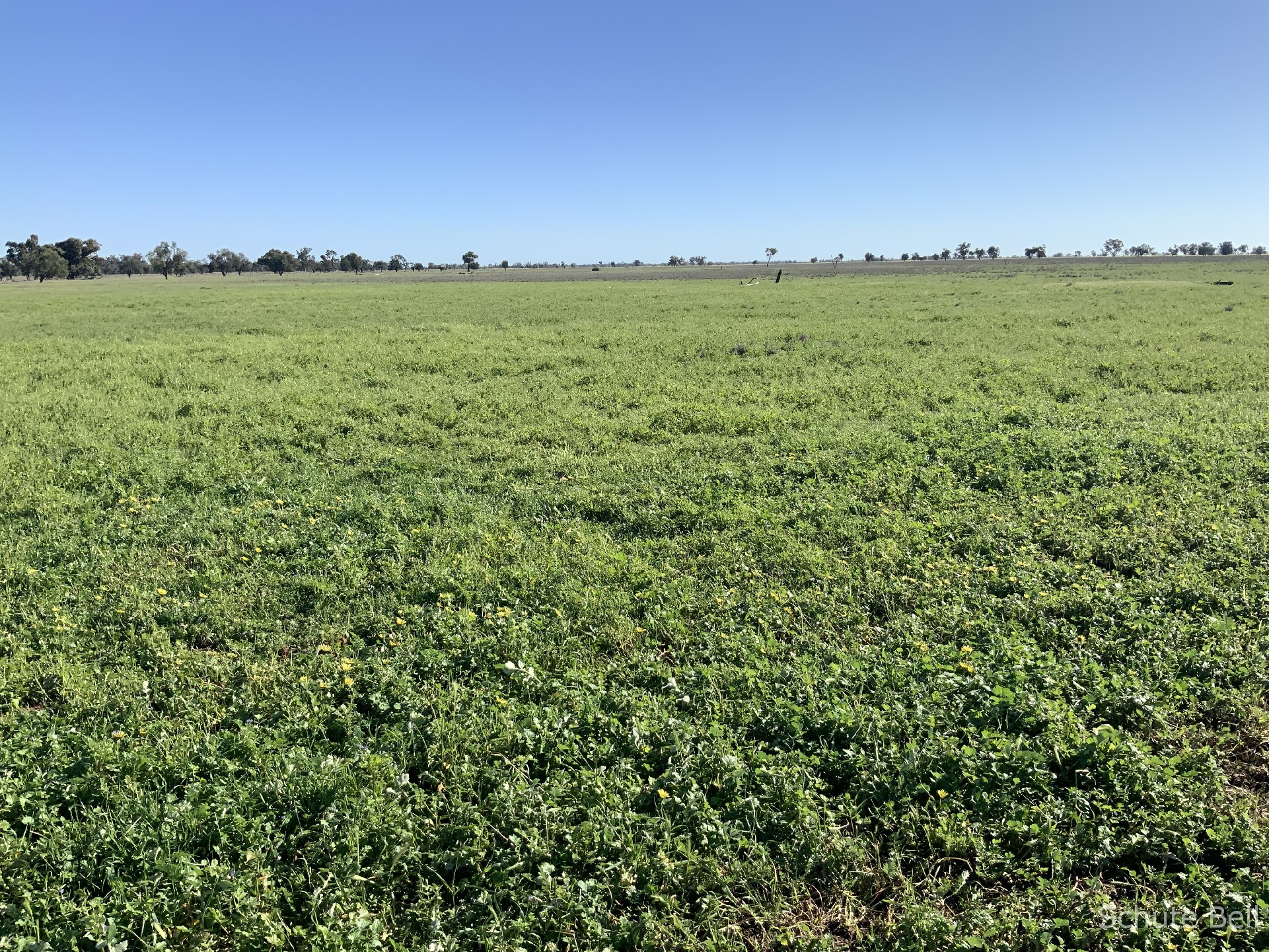 3075 Trangie Dandaloo Rd, Dandaloo For Sale by Farmbuy.com - image 10