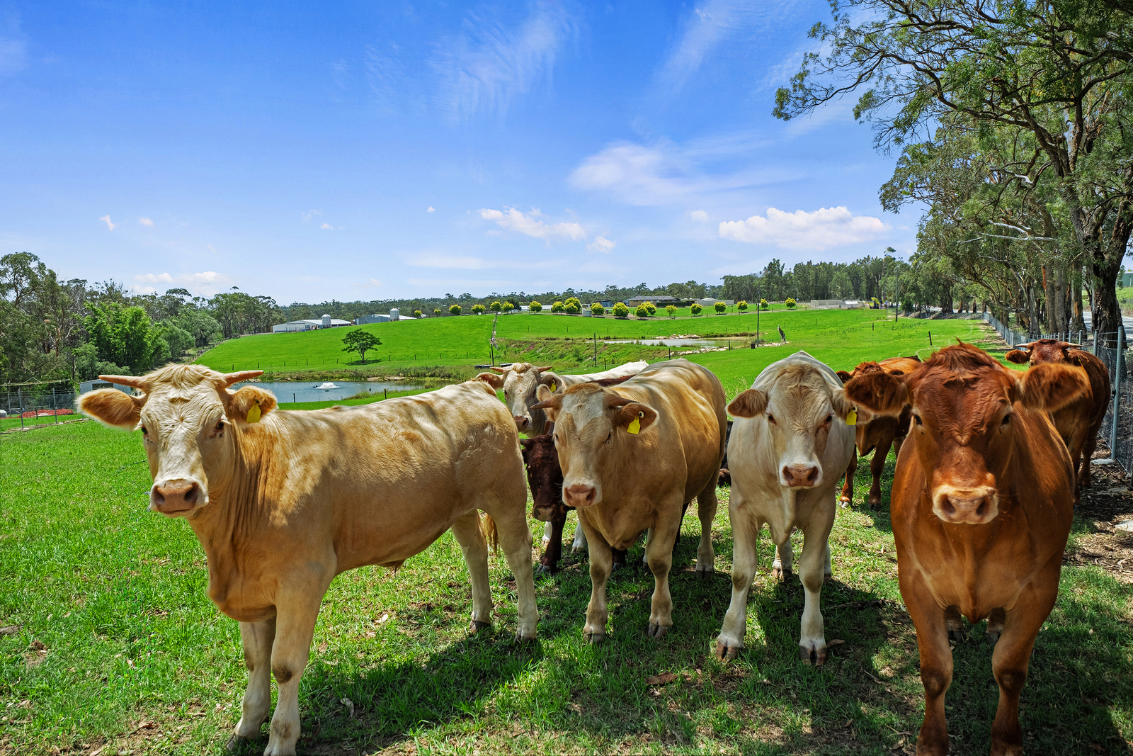 780 Wisemans Ferry Road, South Maroota For Sale by Cutcliffe Properties - image 14