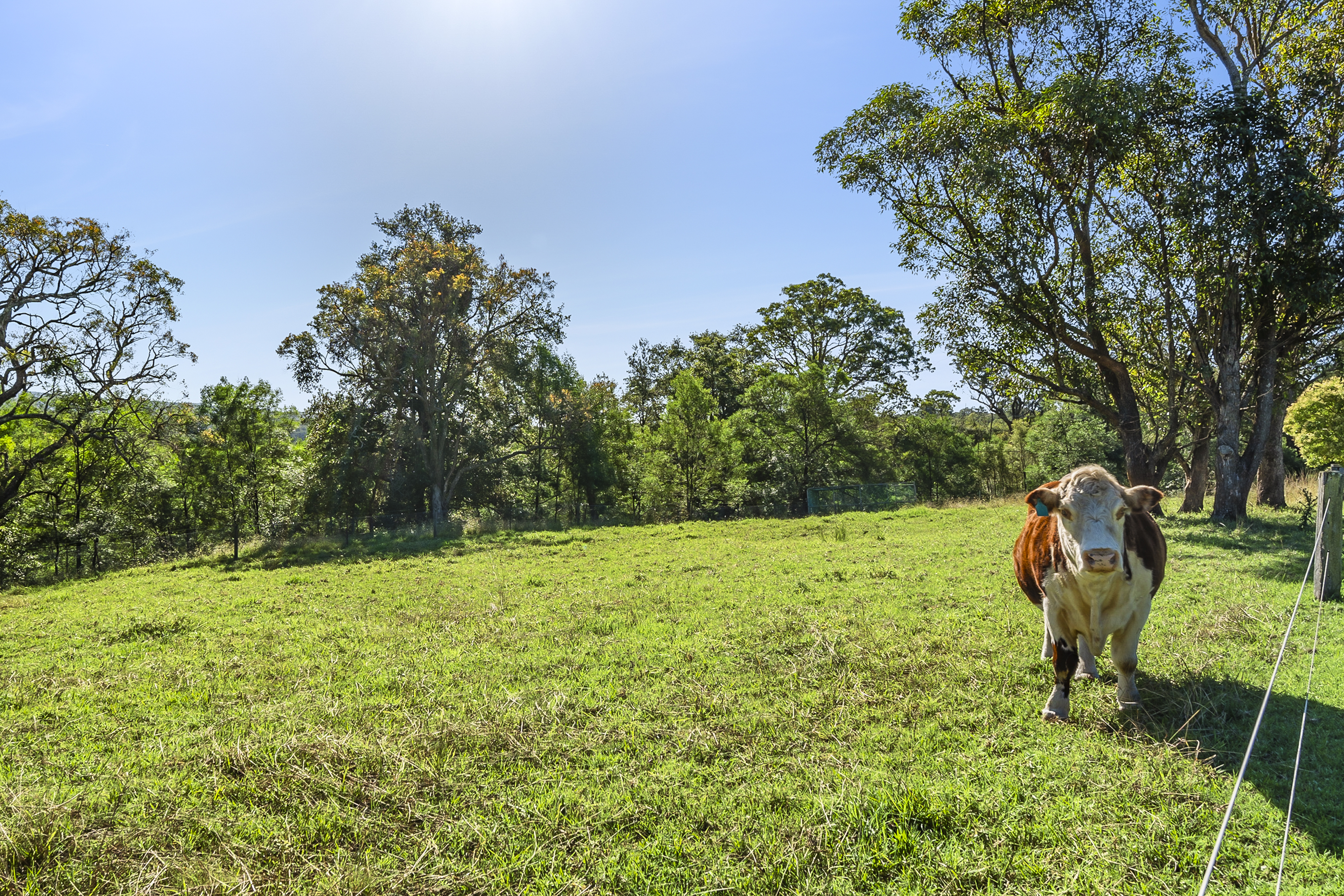 Kurrajong Auction by Cutcliffe Properties - image 23