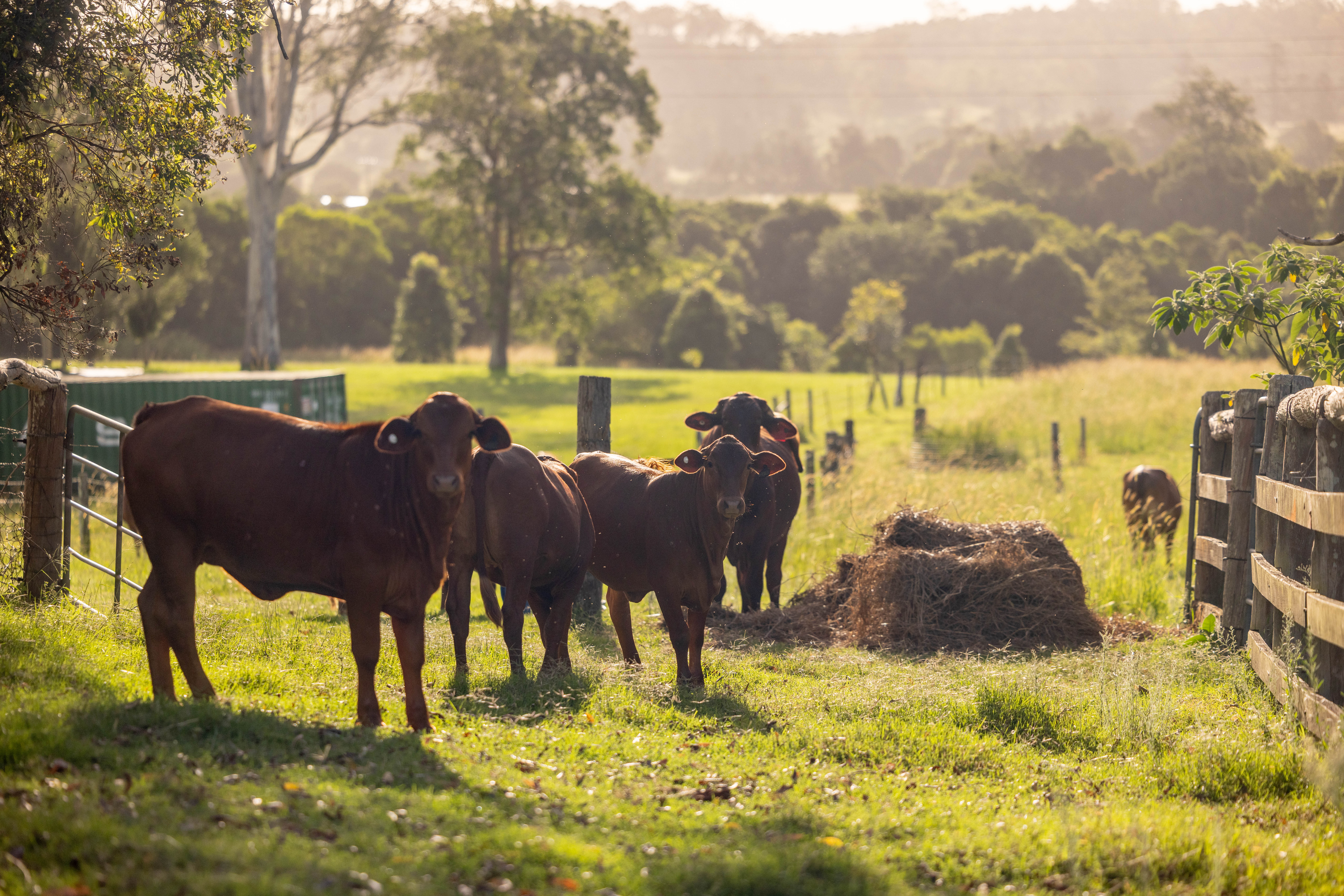 60 Ironstone Creek Road, Tuchekoi For Sale by Farmbuy.com - image 20