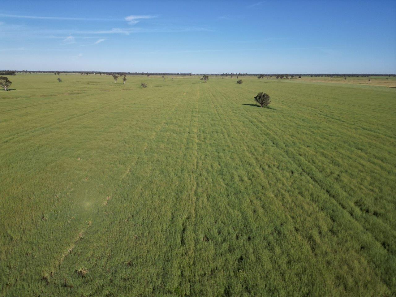 'Yarrandale' Driftway Road, Caragabal NSW 2810