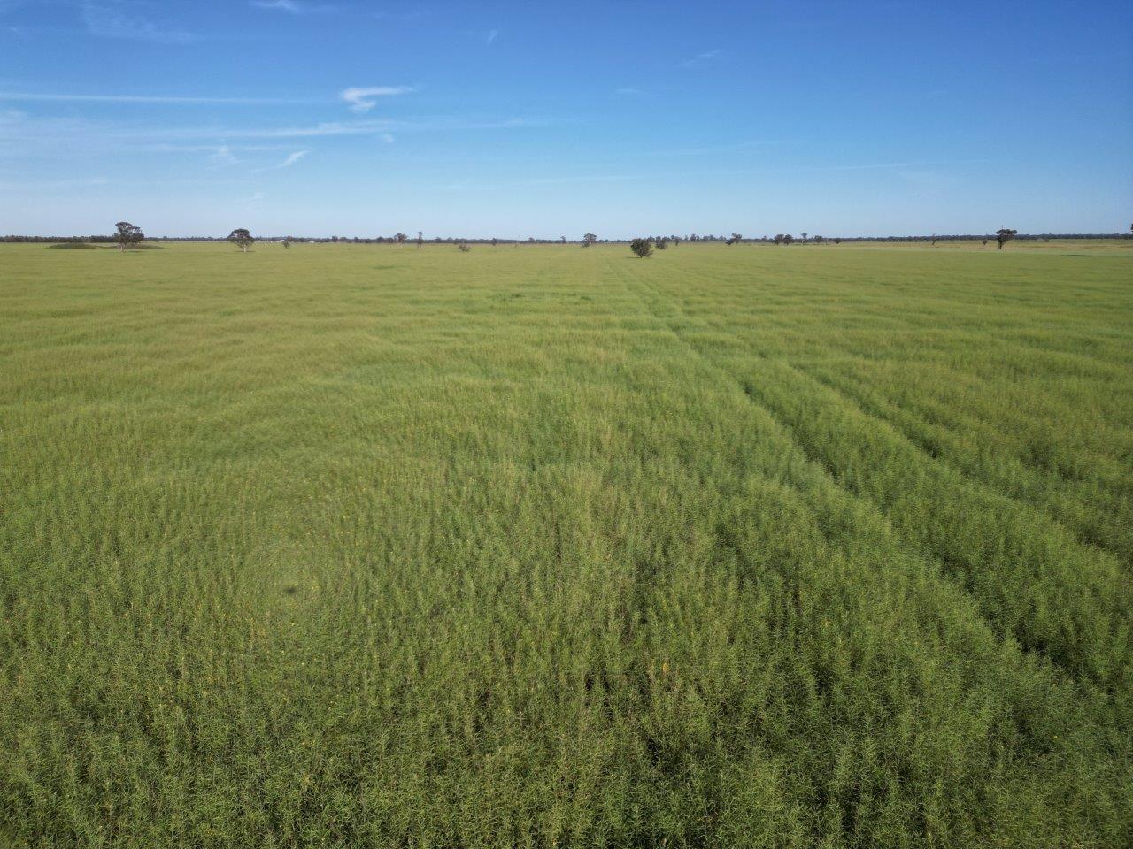'Yarrandale' Driftway Road, Caragabal For Sale by Farmbuy.com - image 5