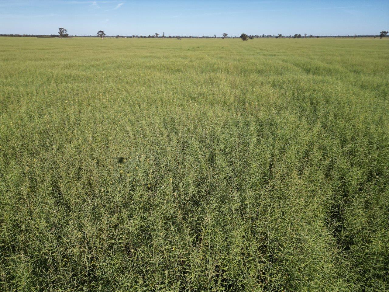 'Yarrandale' Driftway Road, Caragabal For Sale by Farmbuy.com - image 6