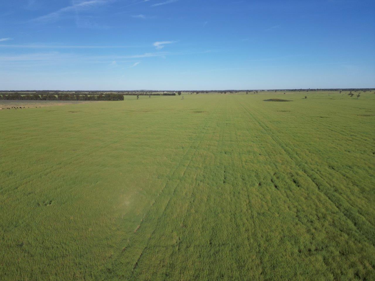 'Yarrandale' Driftway Road, Caragabal For Sale by Farmbuy.com - image 8
