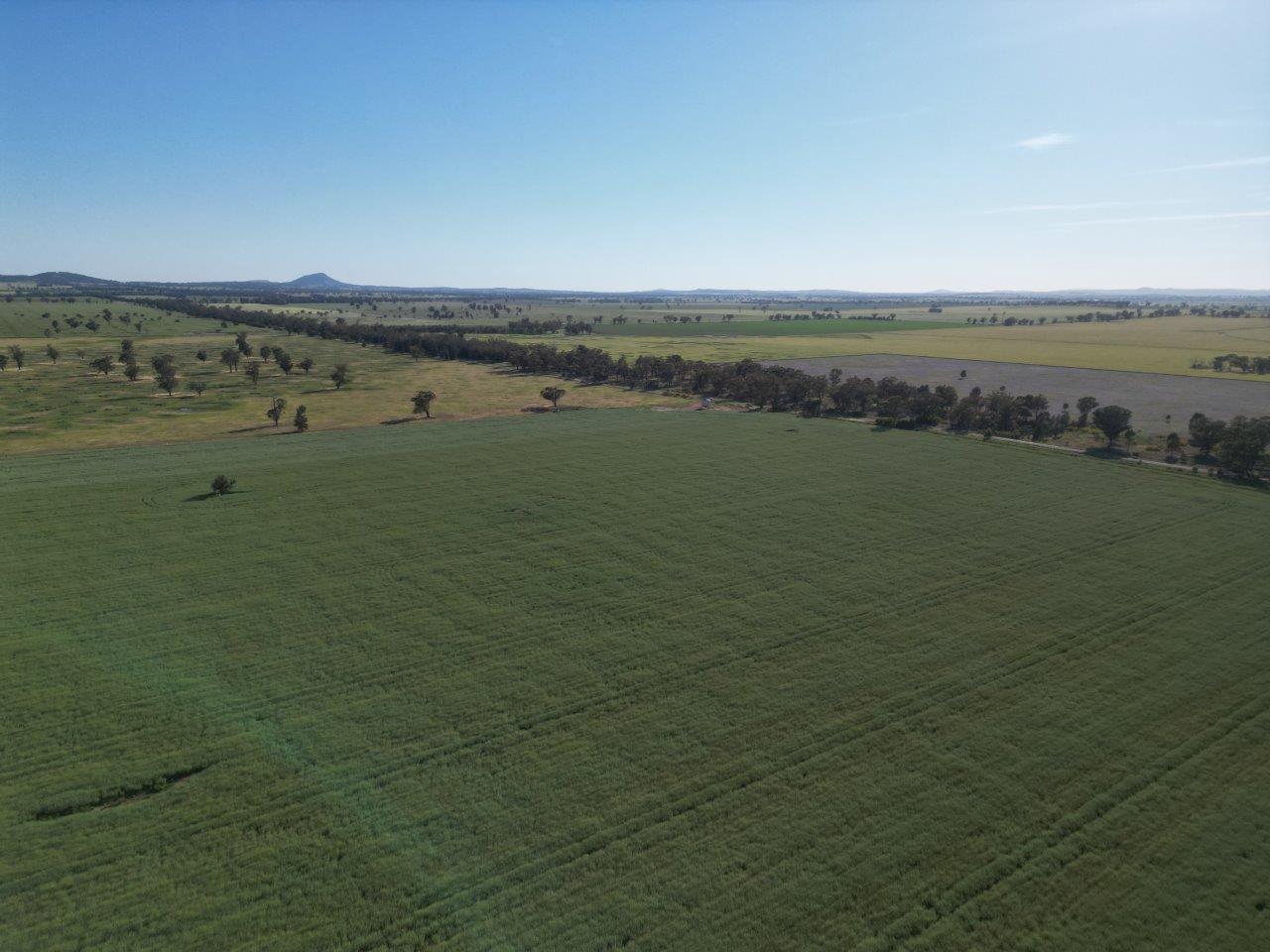 'Yarrandale' Driftway Road, Caragabal For Sale by Farmbuy.com - image 10