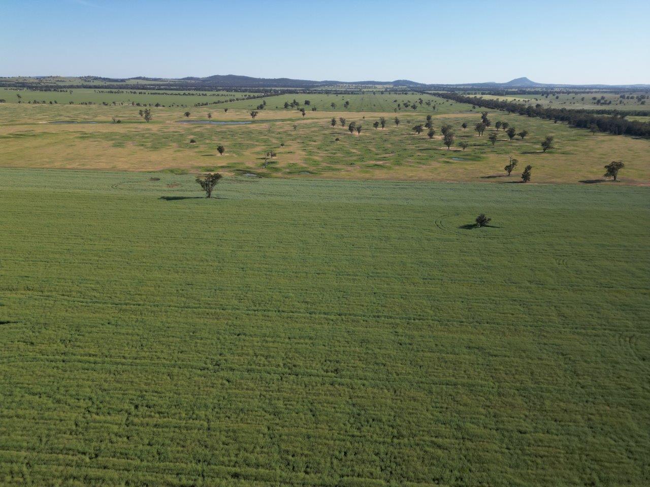 'Yarrandale' Driftway Road, Caragabal For Sale by Farmbuy.com - image 11
