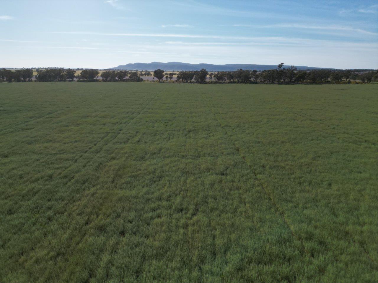 'Yarrandale' Driftway Road, Caragabal For Sale by Farmbuy.com - image 12