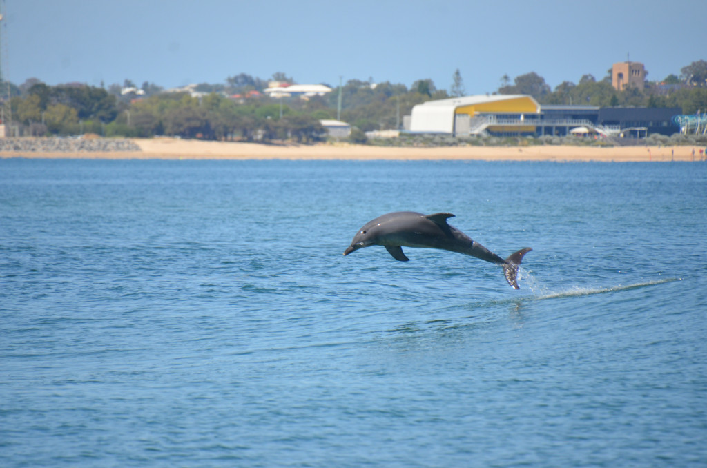 Gnd & First Flr Dolphin Discovery Ctr, Anchorage Cove, Bunbury WA 6230