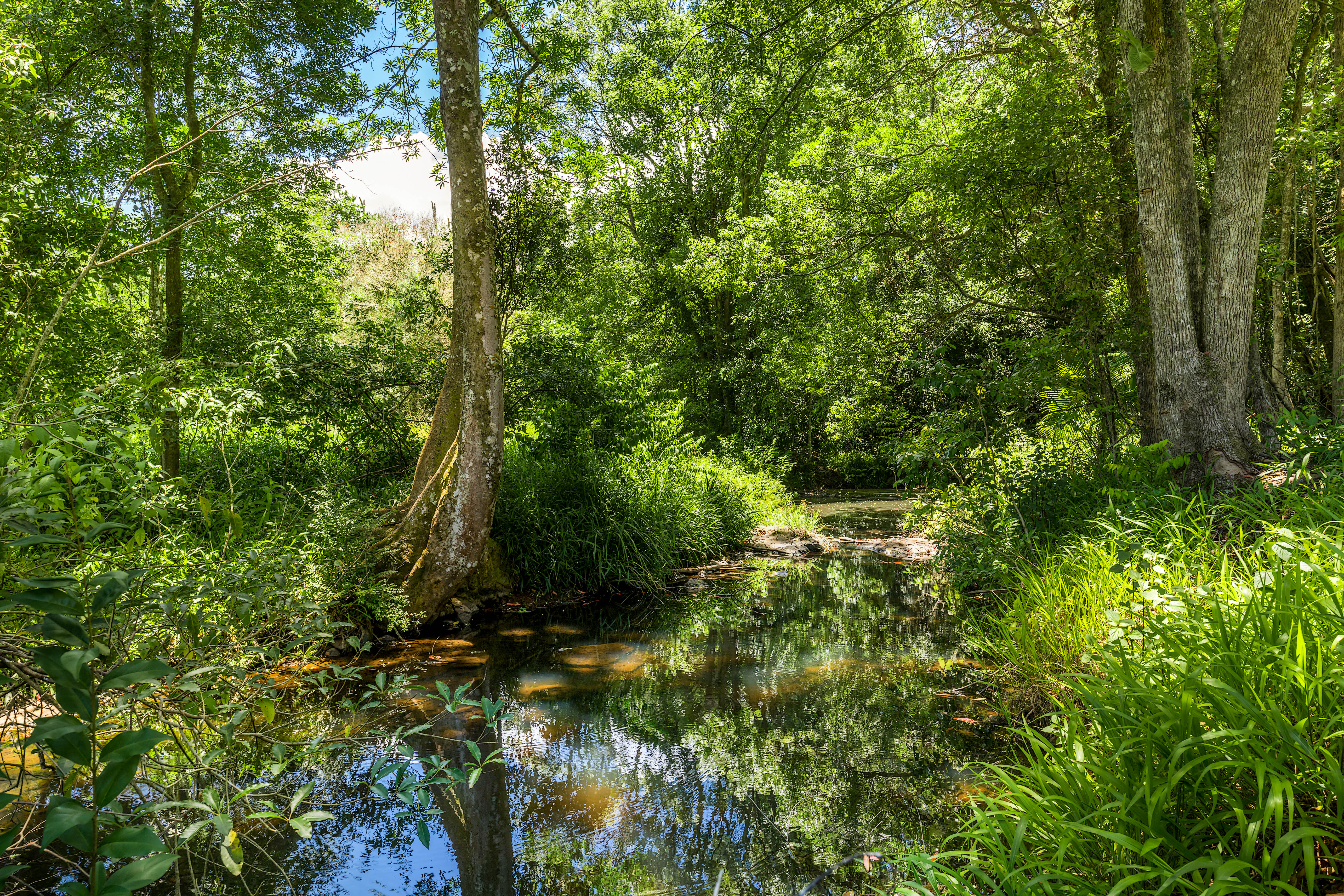 40 Macadamia Lane, Federal For Sale by Farmbuy.com - image 13
