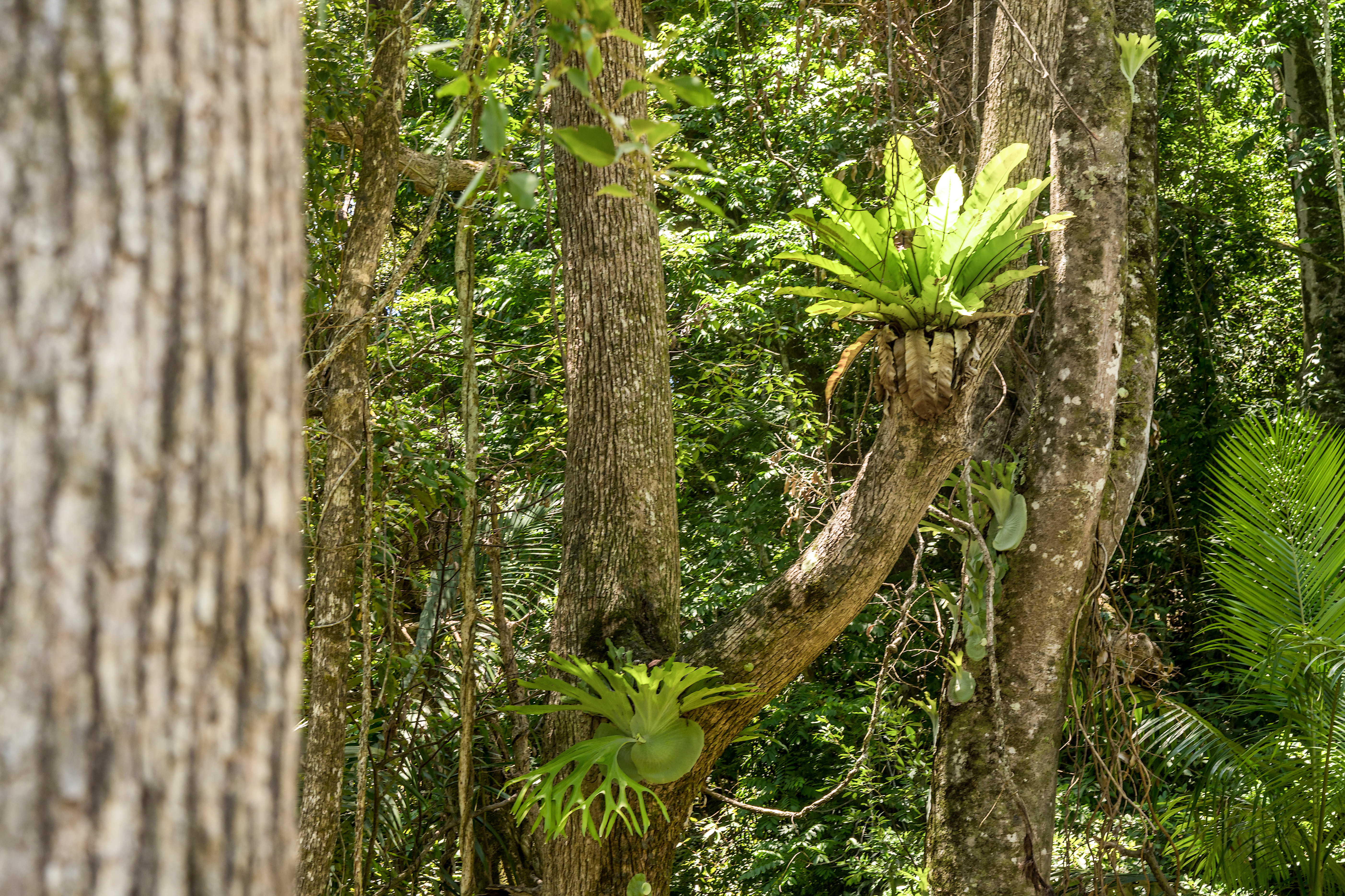 40 Macadamia Lane, Federal For Sale by Farmbuy.com - image 14