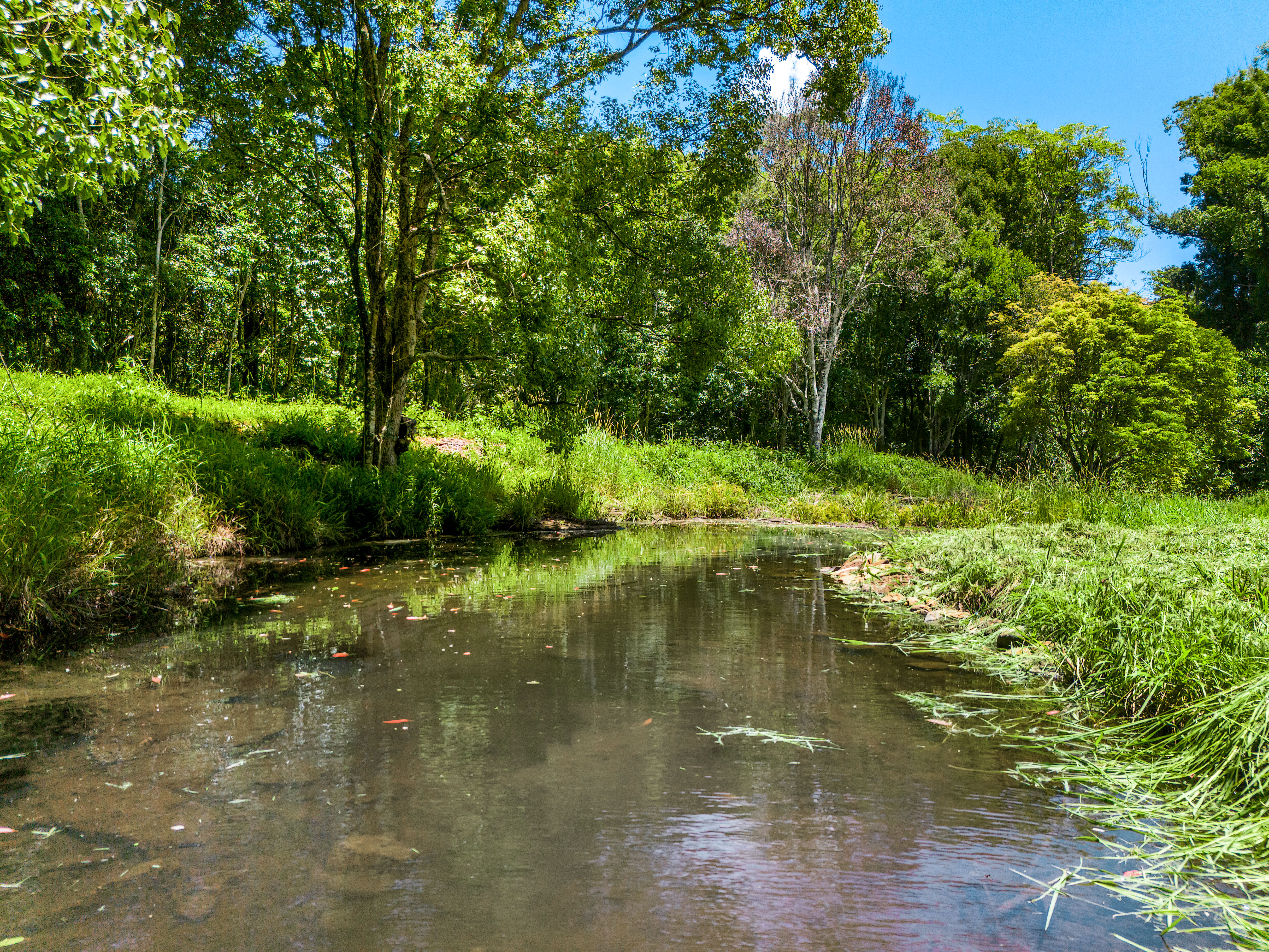40 Macadamia Lane, Federal For Sale by Farmbuy.com - image 4