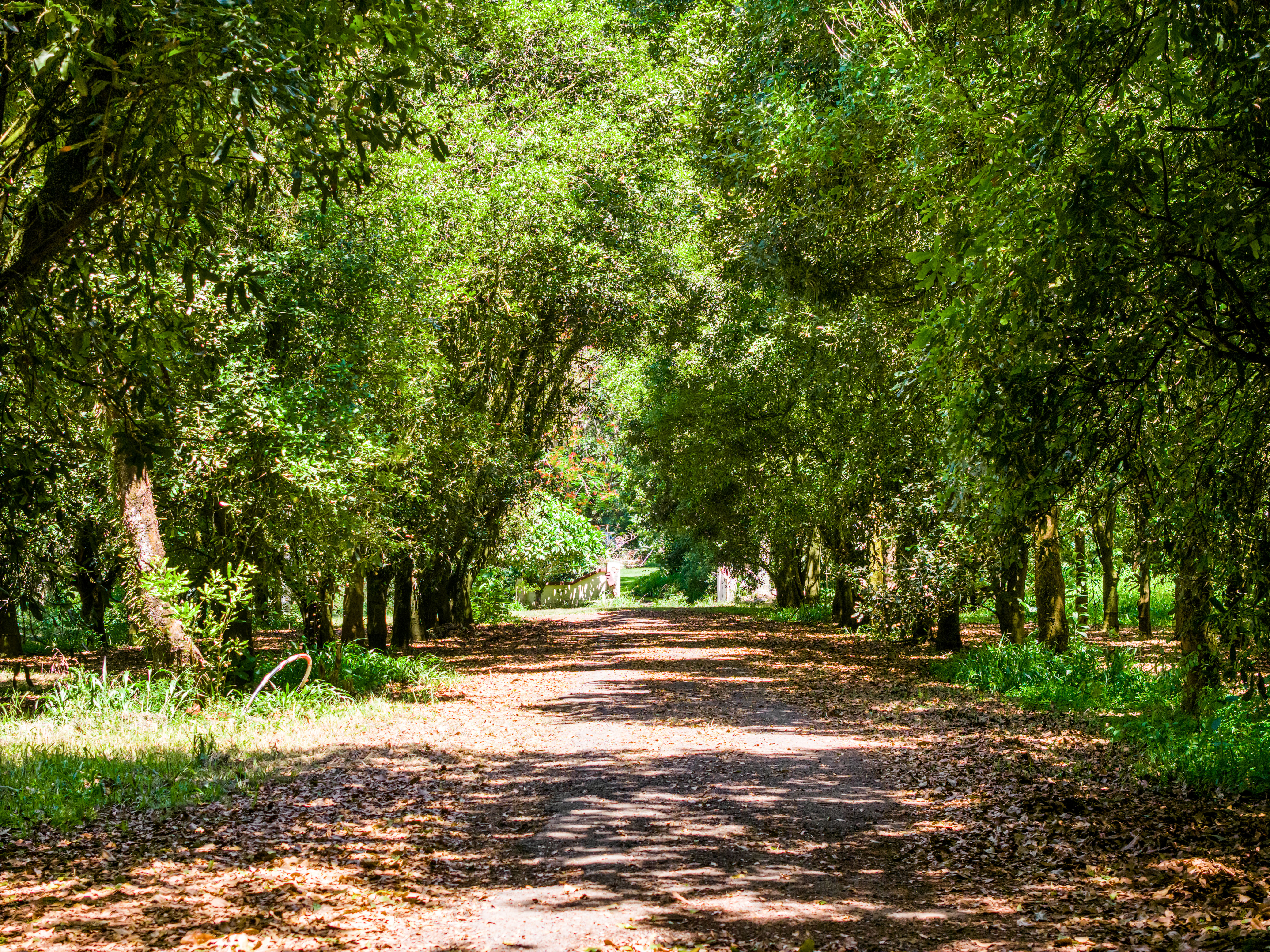 99 Rocky Creek Dam Road, Dunoon NSW 2480