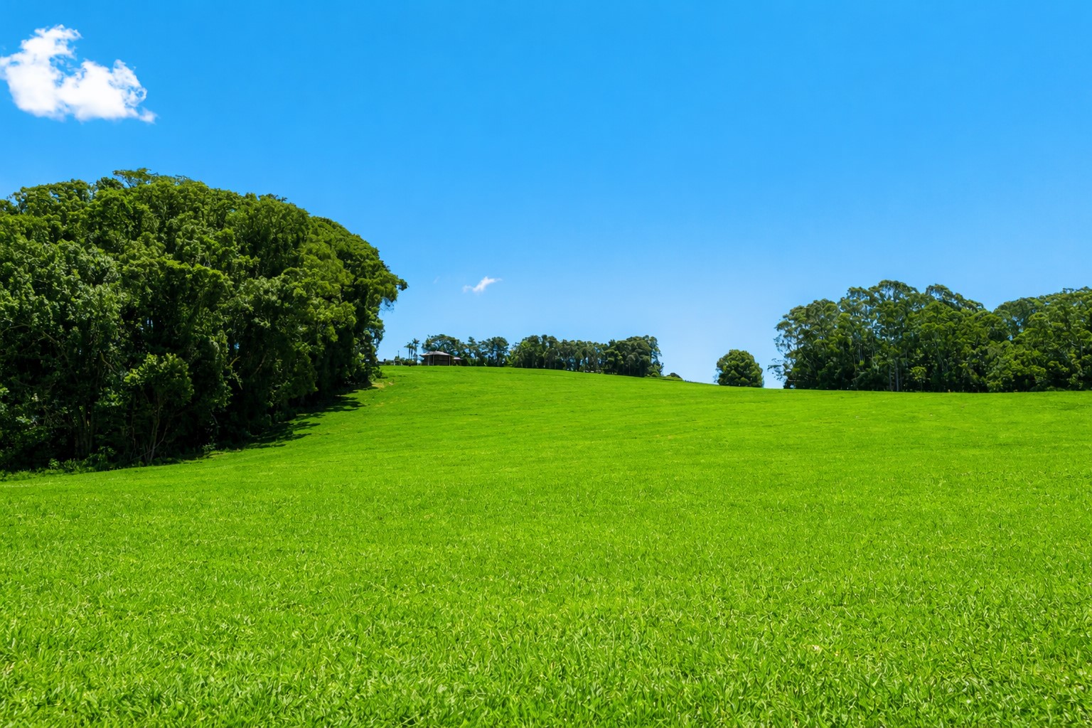 40 Macadamia Lane, Federal For Sale by Farmbuy.com - image 12