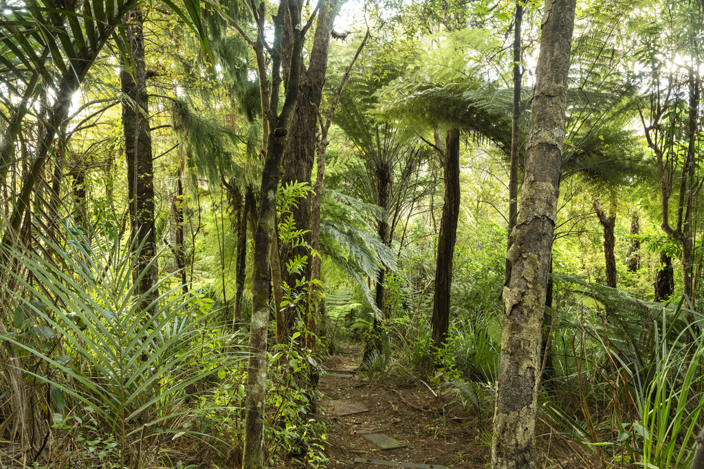 70 Mountain Road, Henderson Valley - Photo 5