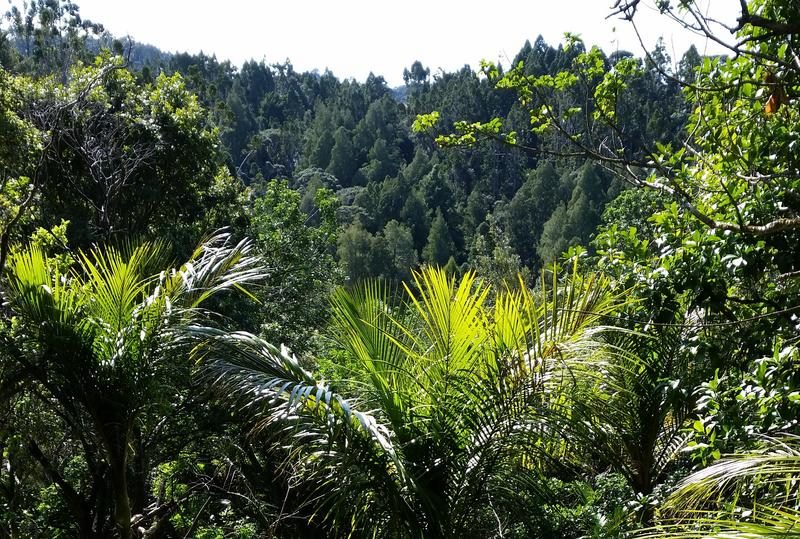 42 Tanekaha Road, Titirangi