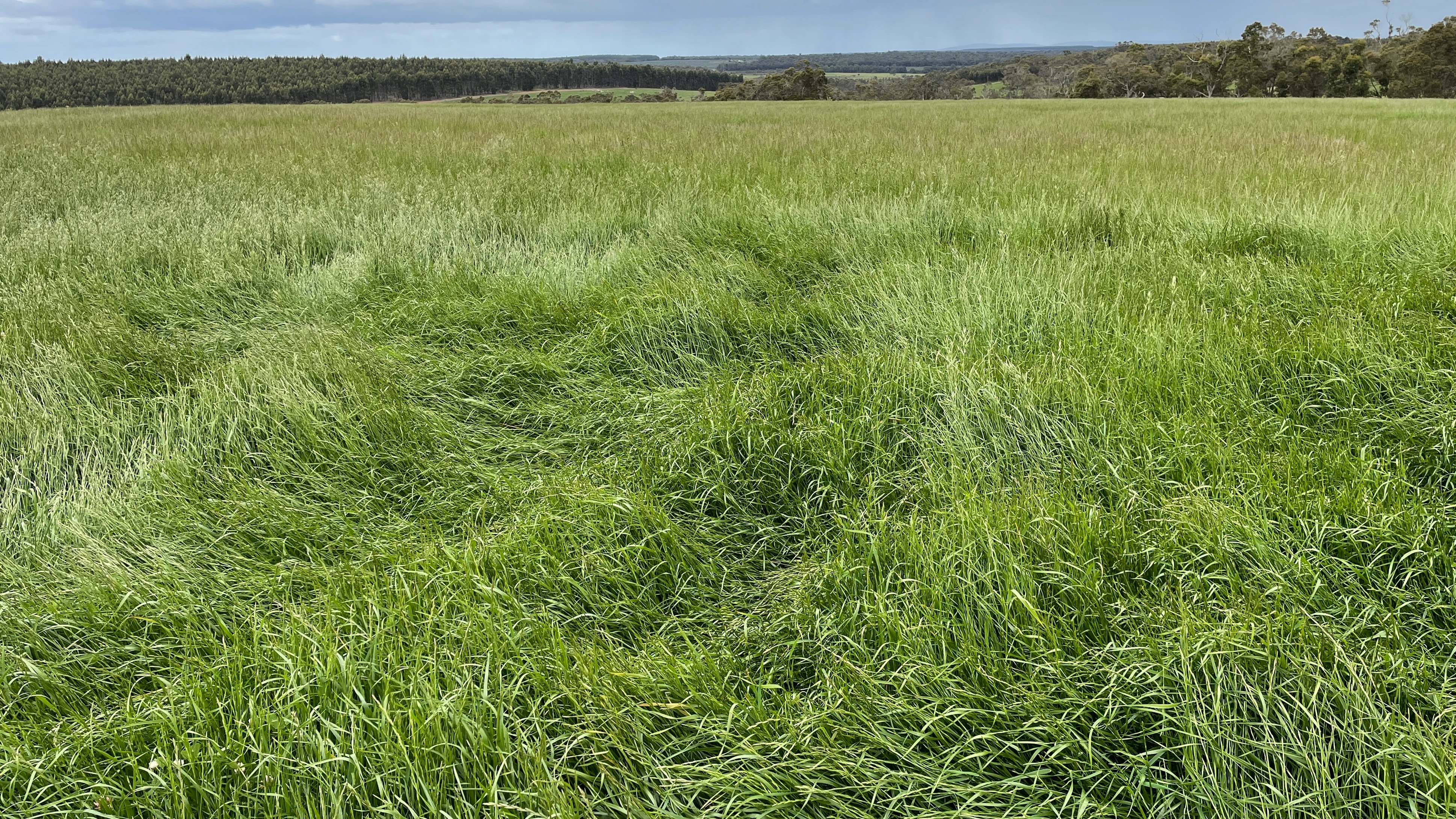 Caluka Farms, 345 Healy Road, Narrikup Sold by Farmbuy.com - image 14