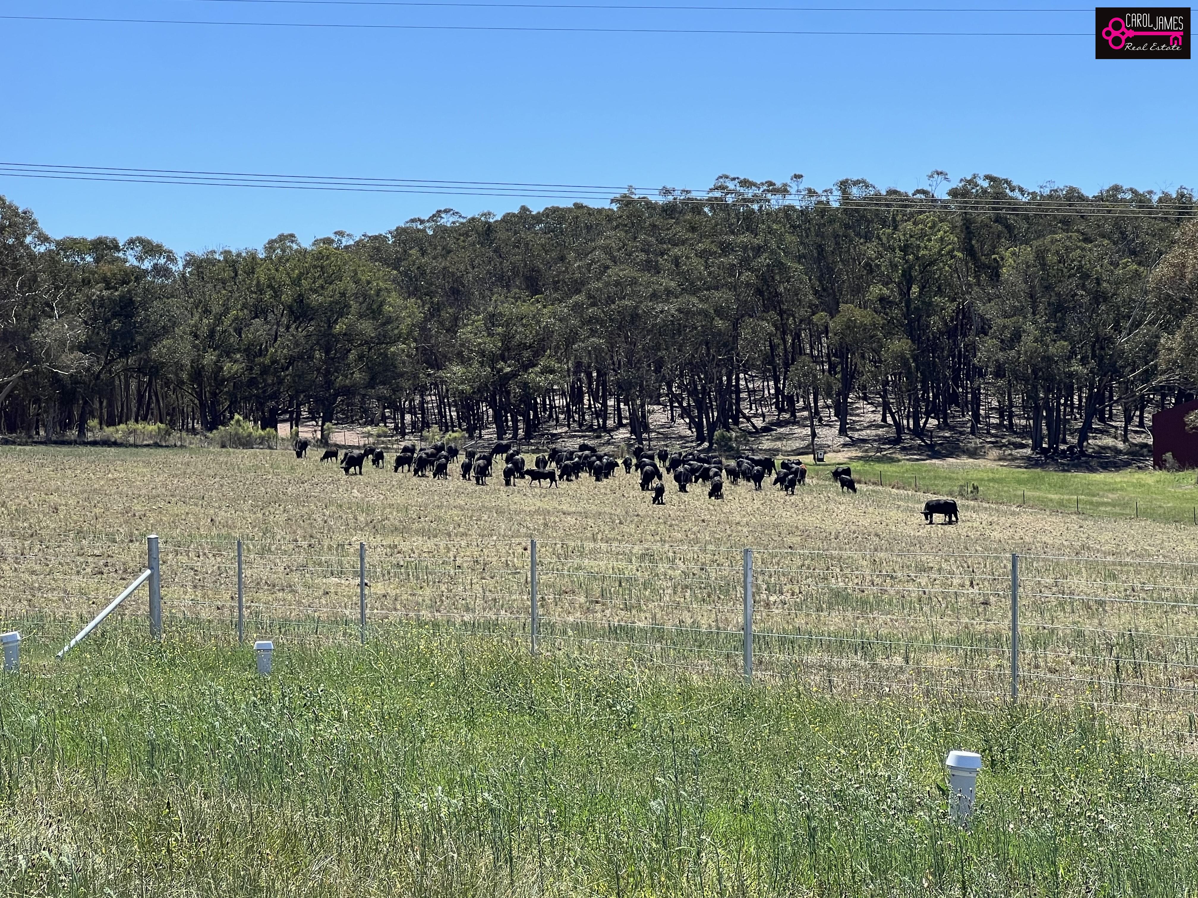271 Rampion Hills Rd, Goulburn NSW 2580 &mdash; photo 7
