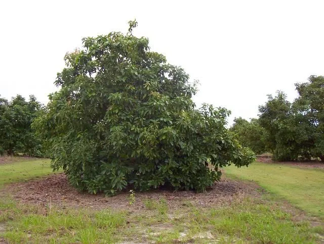 73 Richters Road, Winfield For Sale by Farmbuy.com - image 5