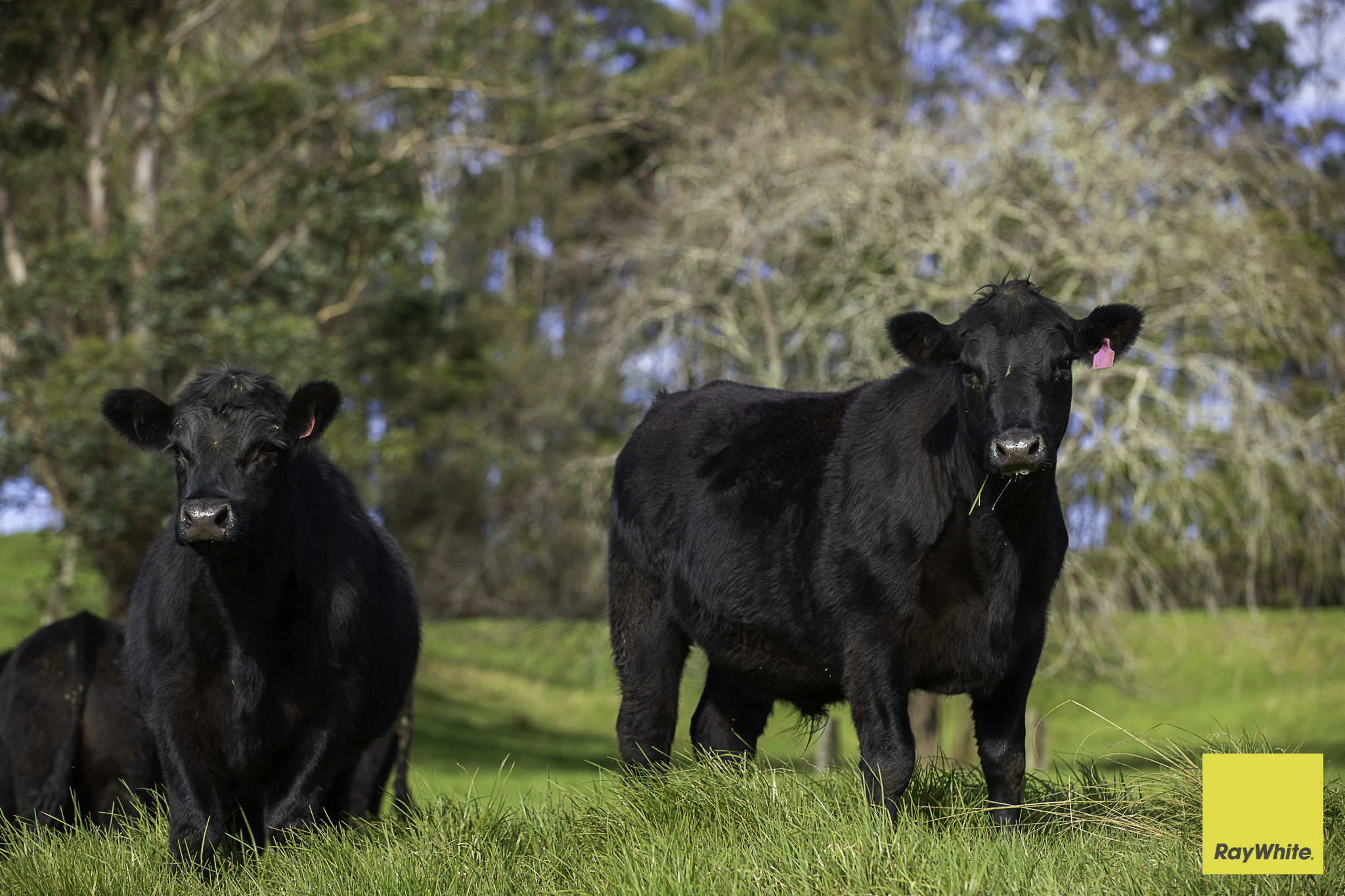 511 Whisky Creek Road, Dorrigo For Sale by Farmbuy.com - image 26