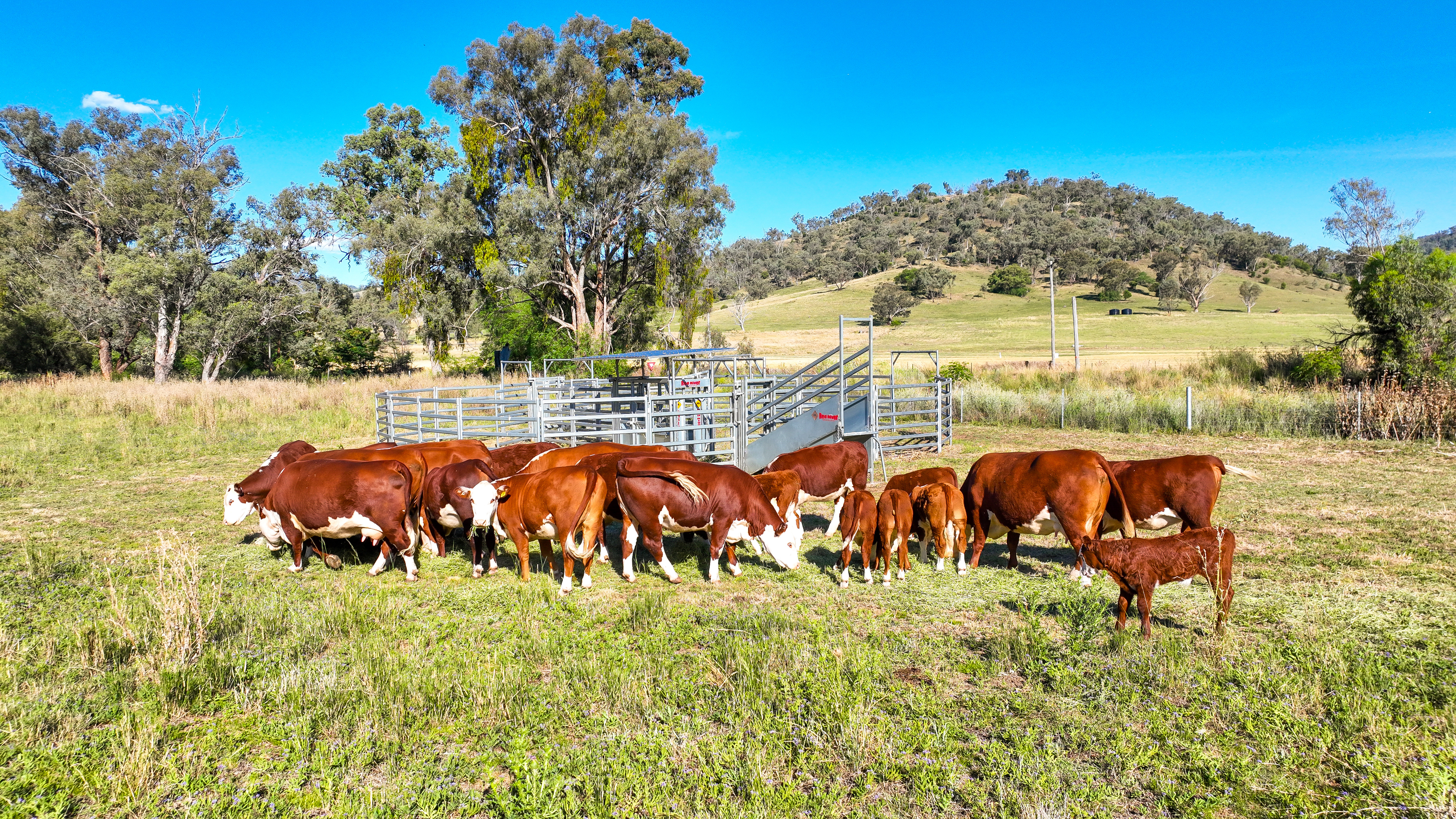 1052 Nundle Road, Tamworth For Sale by Farmbuy.com - image 5