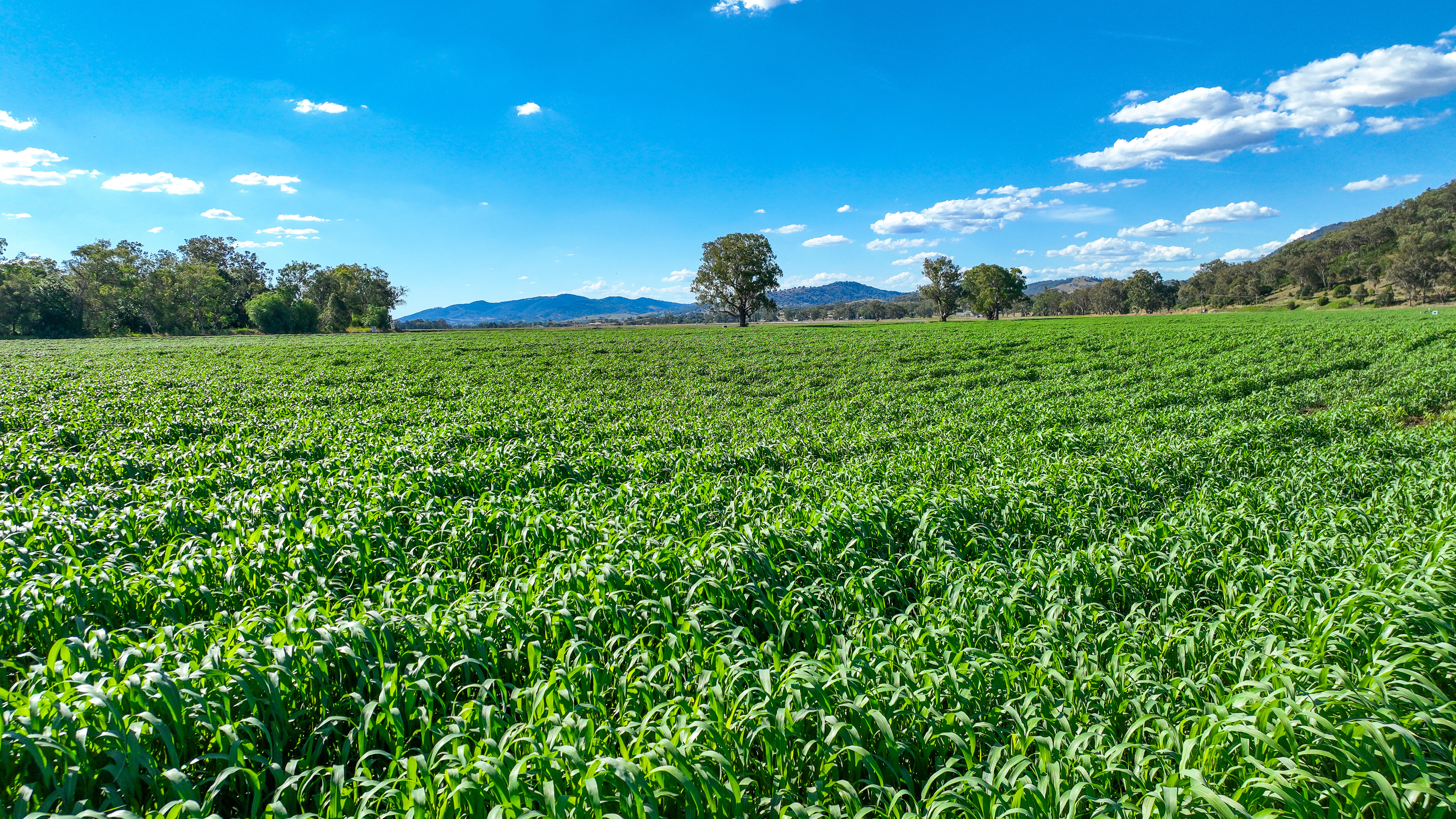 1052 Nundle Road, Tamworth For Sale by Farmbuy.com - image 24