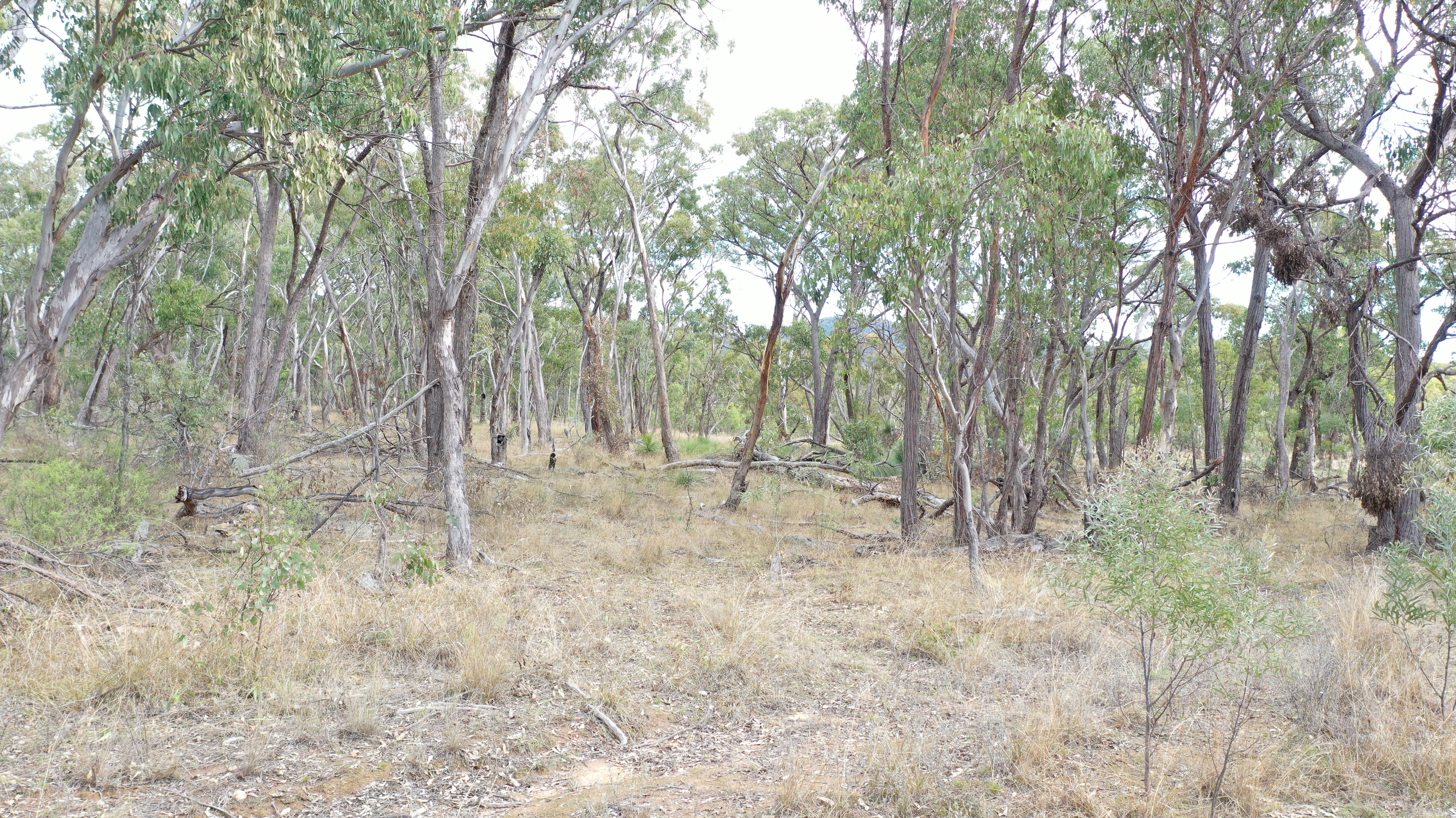 Lot 3 Halls Creek Road, Halls Creek NSW 2346
