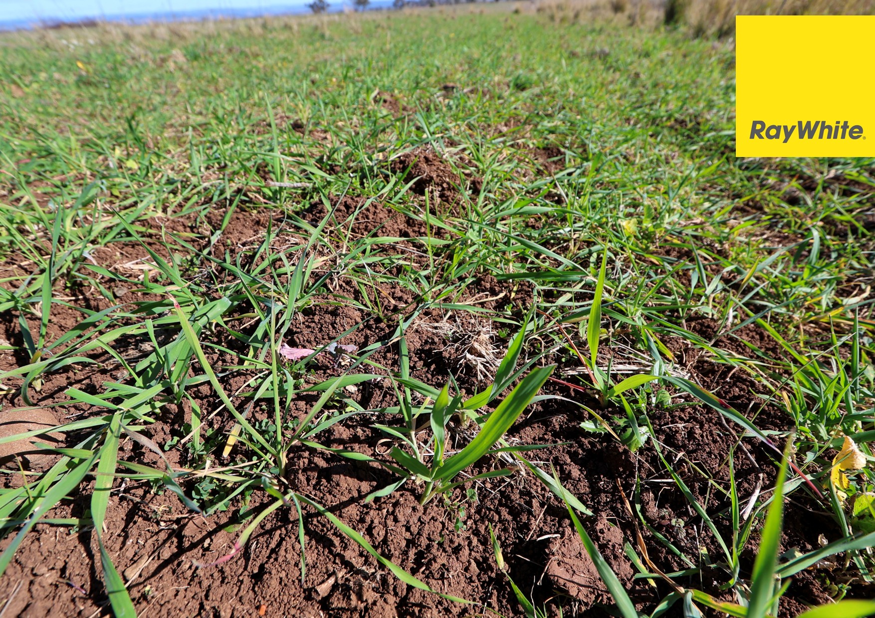 600 Blyths Lane, Delungra For Sale by Farmbuy.com - image 9