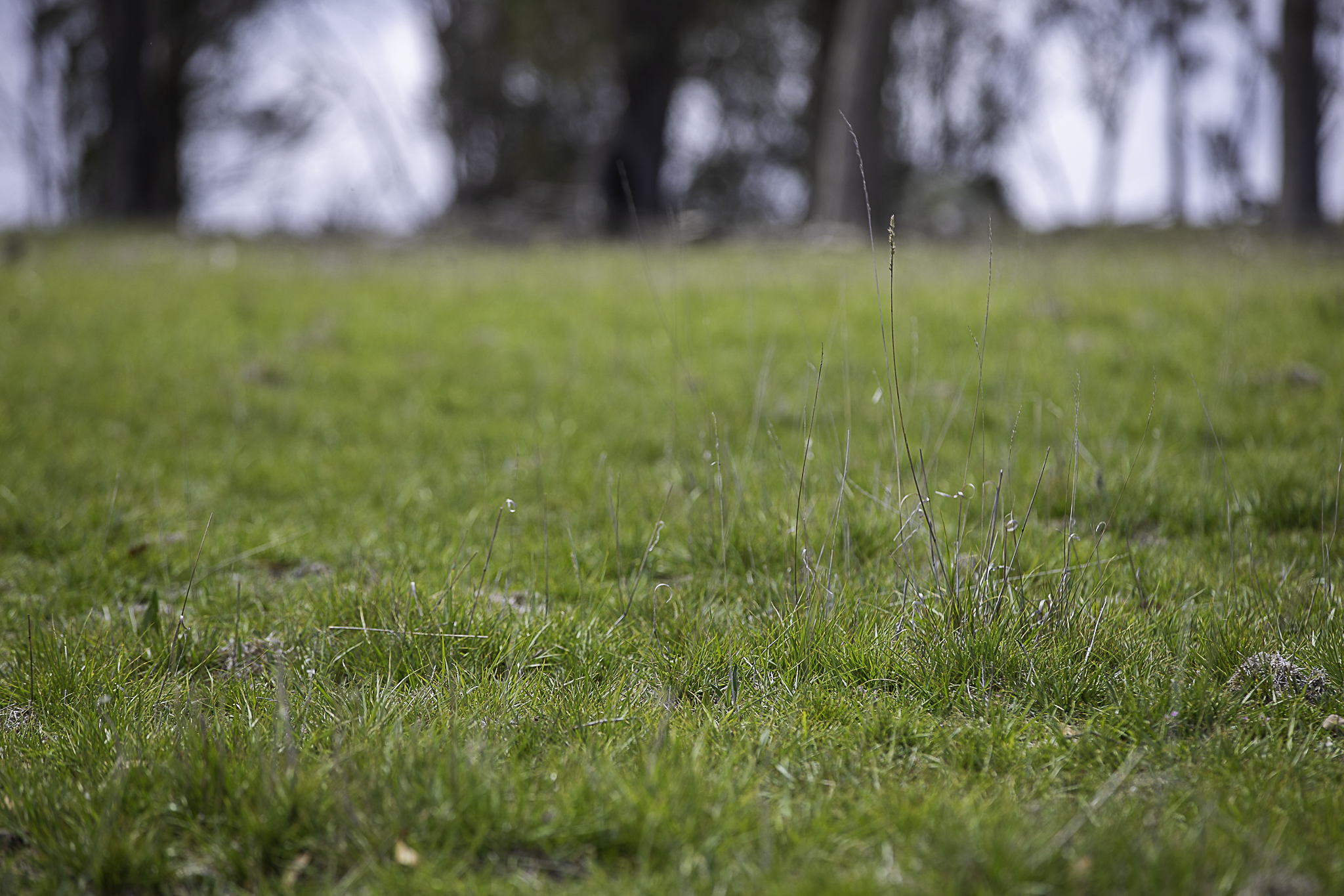 "Araluen" 11623 New England Highway, Armidale Tender by Farmbuy.com - image 30