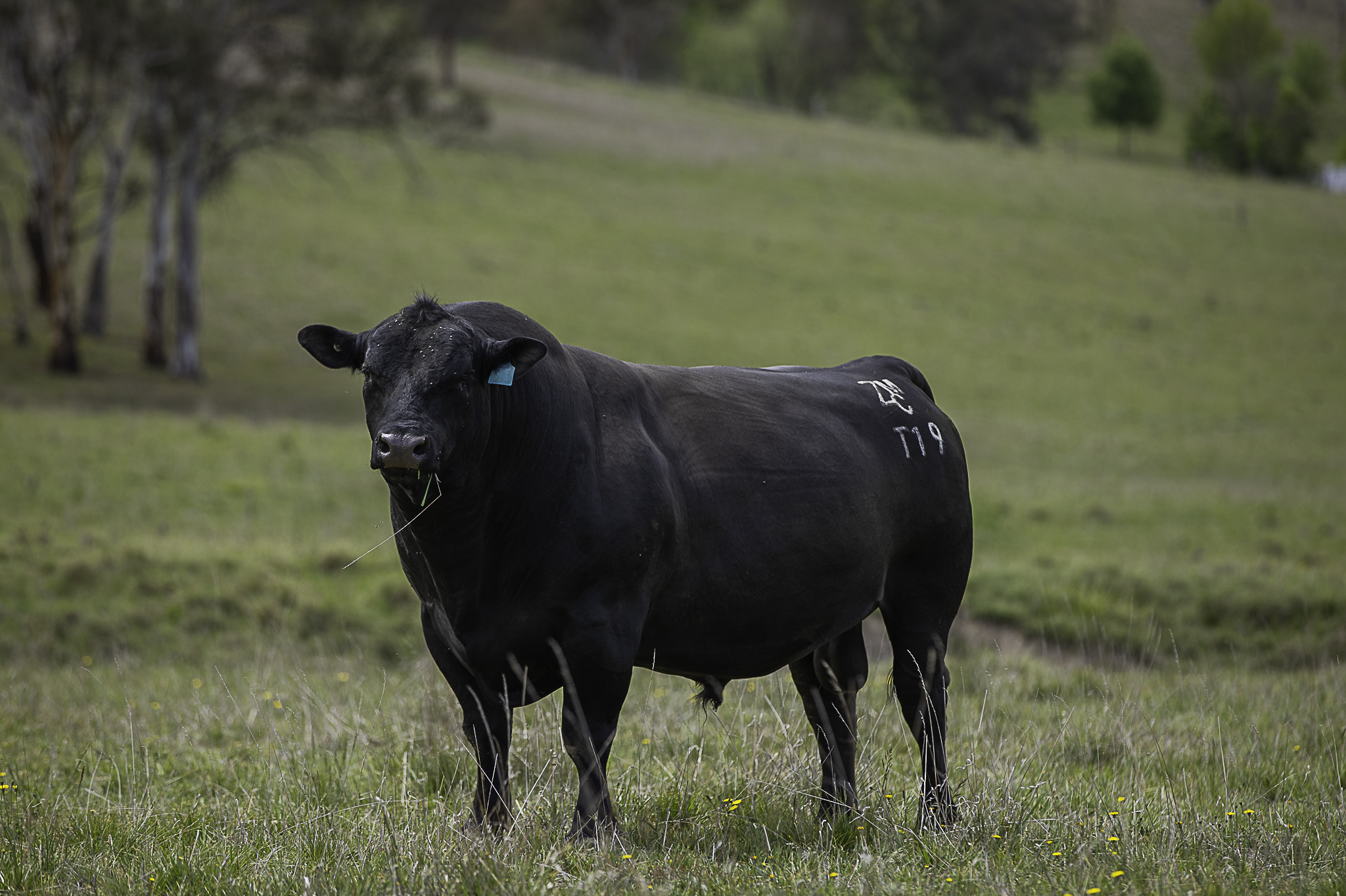 "Araluen" 11623 New England Highway, Armidale Tender by Farmbuy.com - image 32