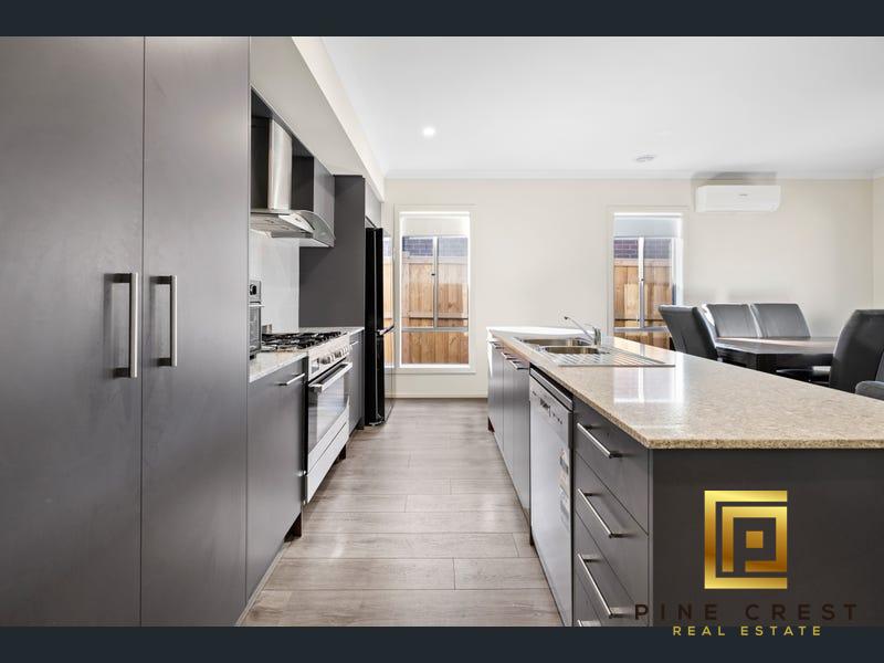 Extreme close up of a plant with flat leaves with rounded sides and pointy tips.