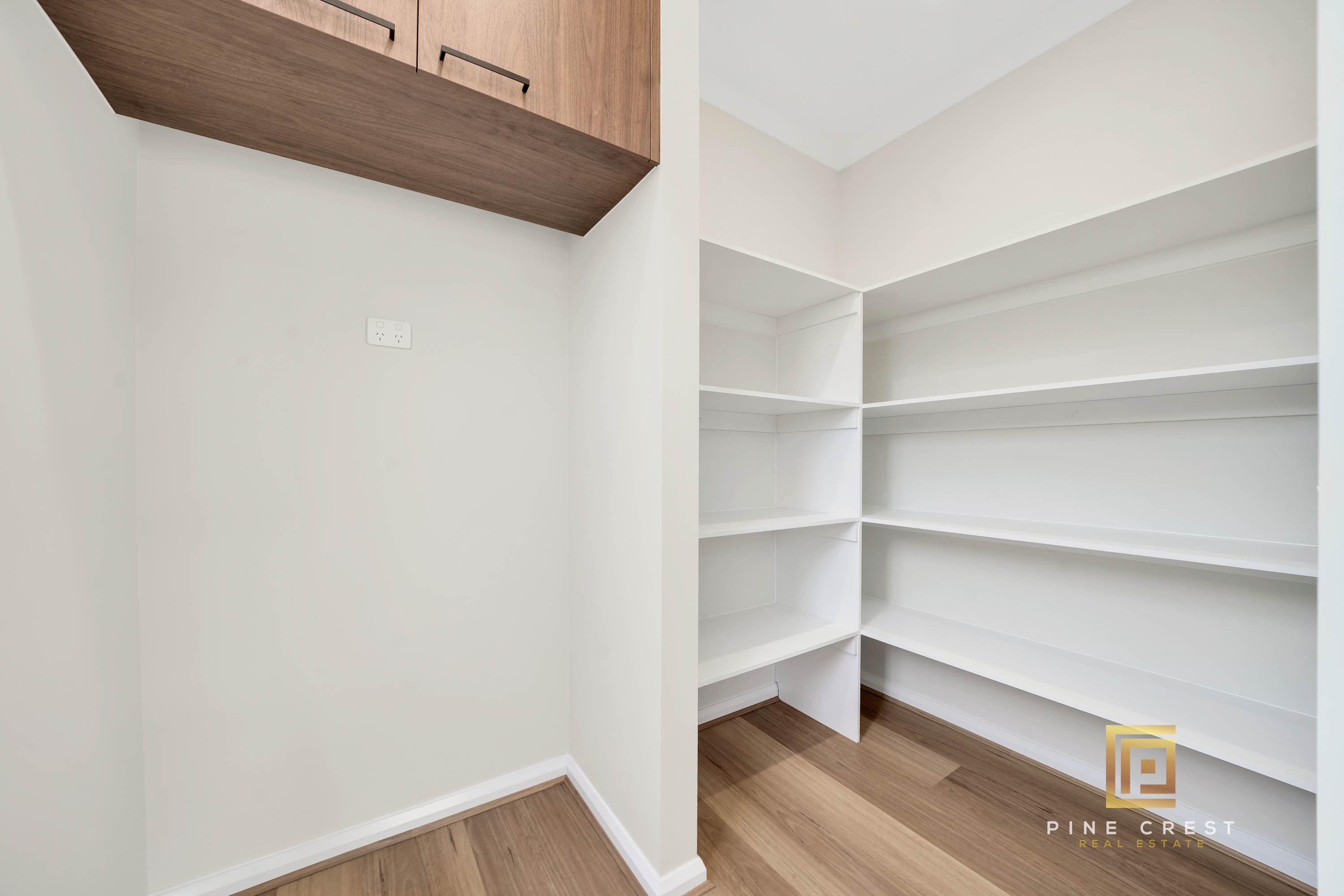 Extreme close up of a plant with flat leaves with rounded sides and pointy tips.