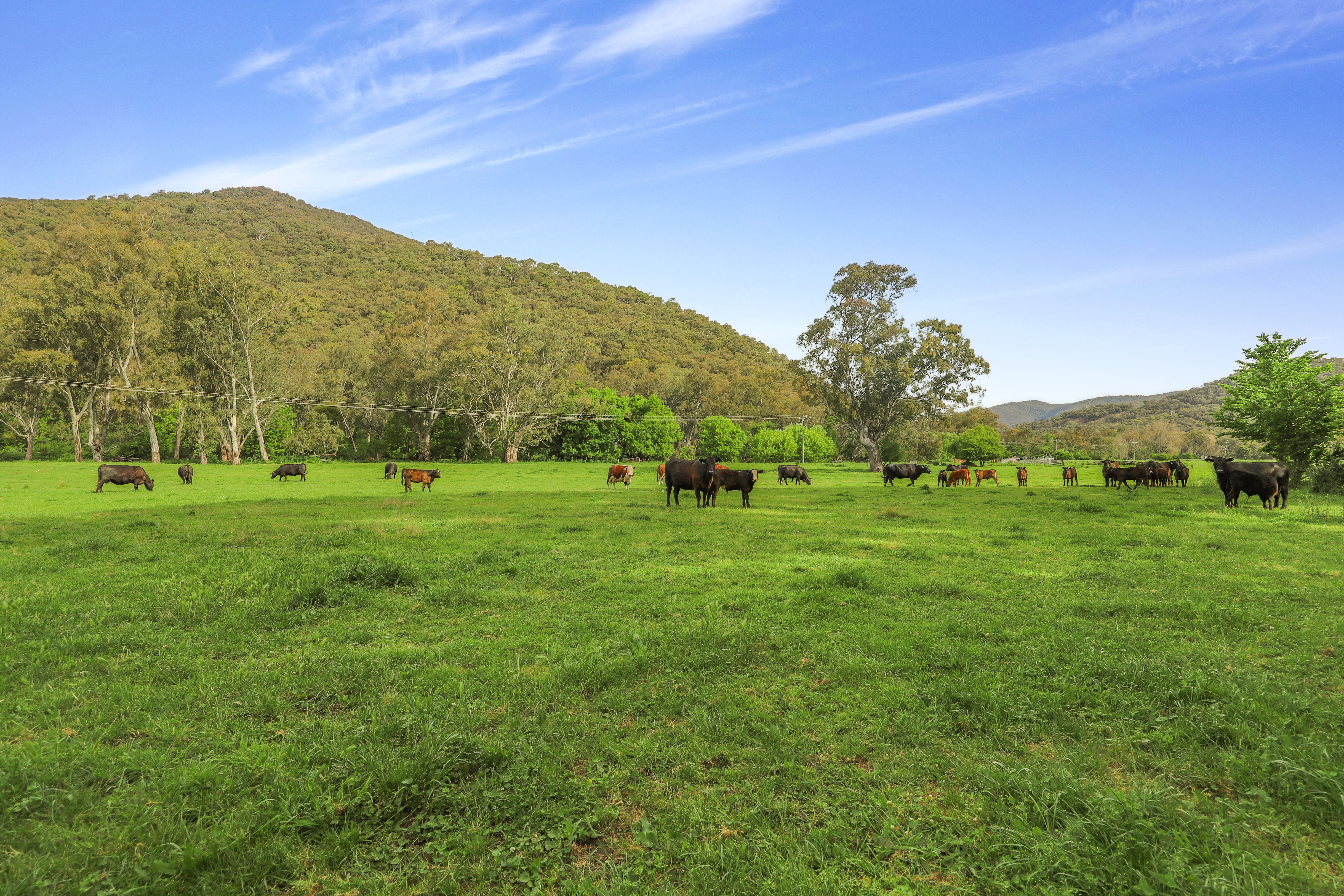 338 East Blowering Road, Tumut Auction by Farmbuy.com - image 25