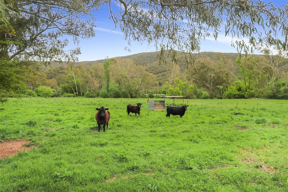 338 East Blowering Road, Tumut Auction by Farmbuy.com - image 29