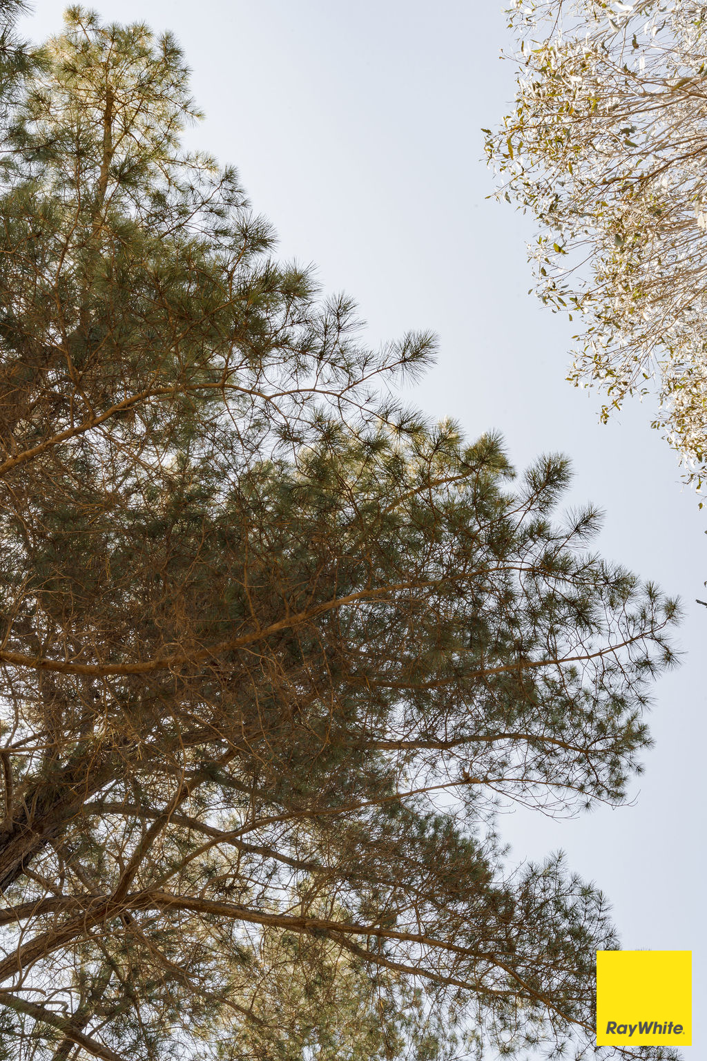 317 Macs Reef Road, Bywong For Sale by Farmbuy.com - image 18