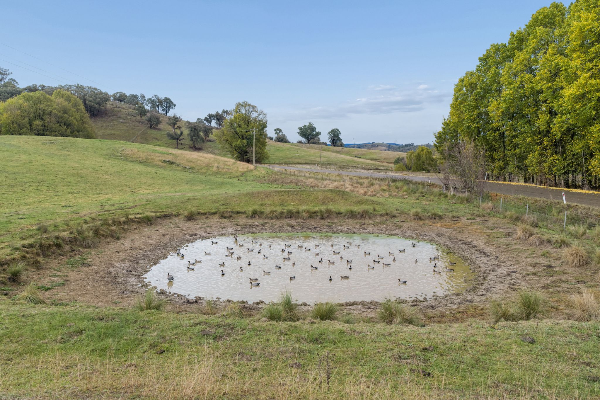 2491 Taylors Flat Road, Taylors Flat For Sale by Farmbuy.com - image 21
